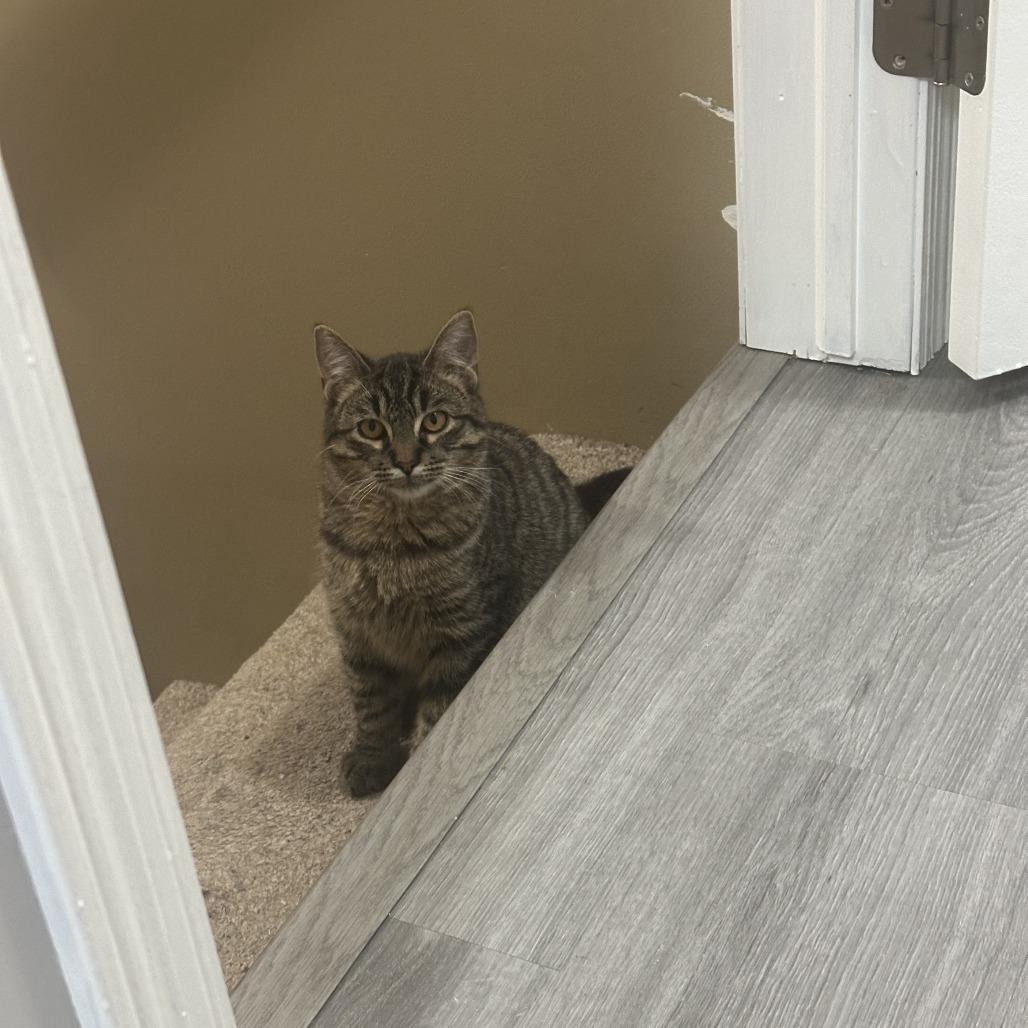 Enlarge Akela, a Adoptable Domestic Short Hair in Chaska, MN image 2/4