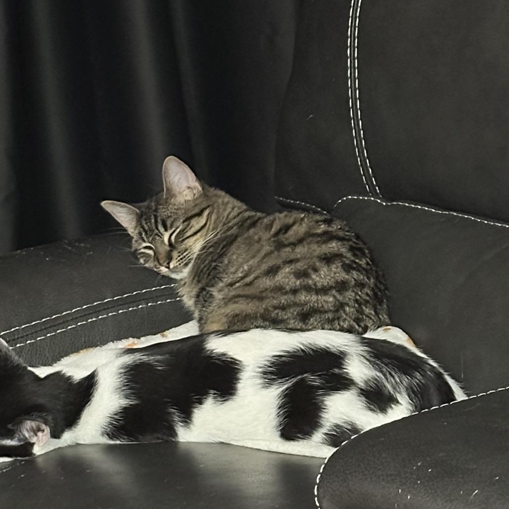 Enlarge Akela, a Adoptable Domestic Short Hair in Chaska, MN image 3/4