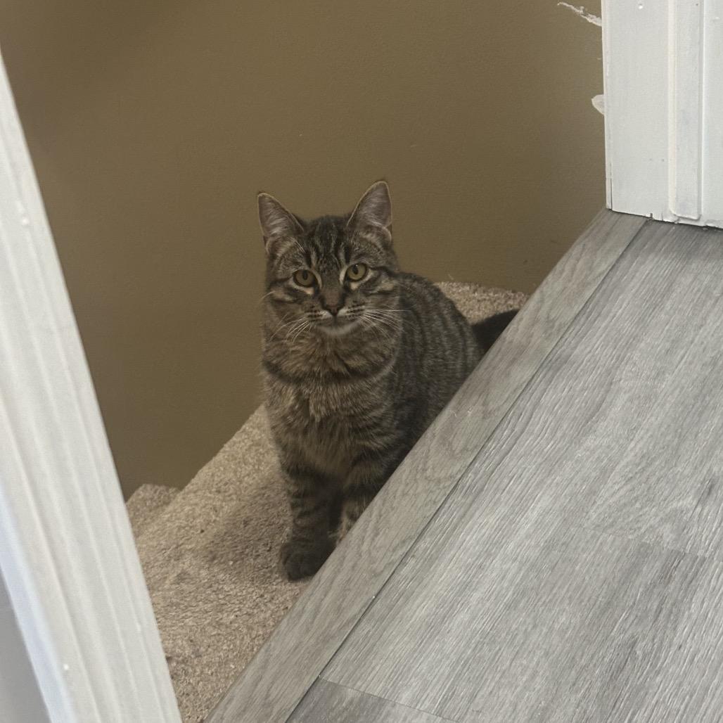 Enlarge Akela, a Adoptable Domestic Short Hair in Chaska, MN image 4/4