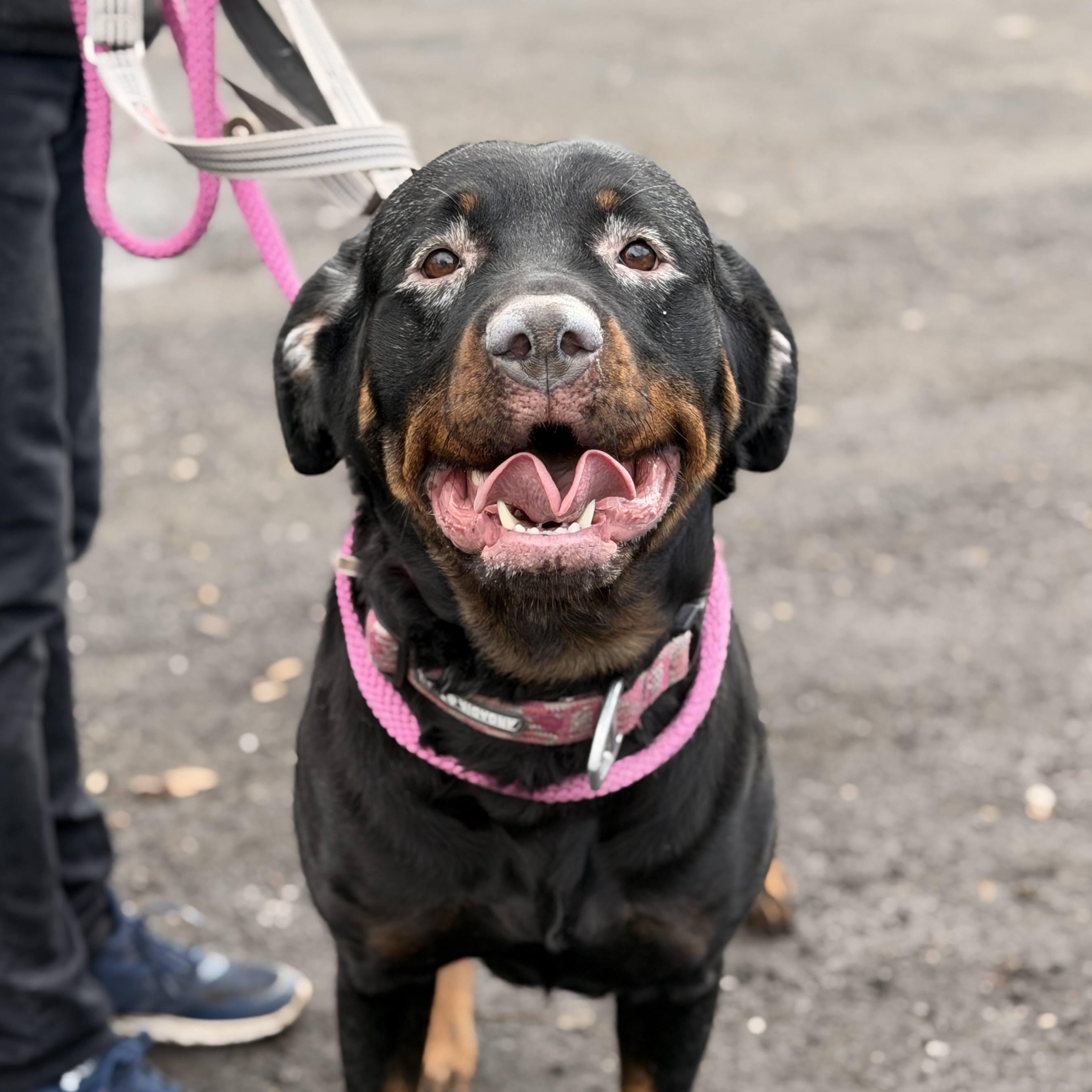 Nora , Adoptable, Adult Female Rottweiler.