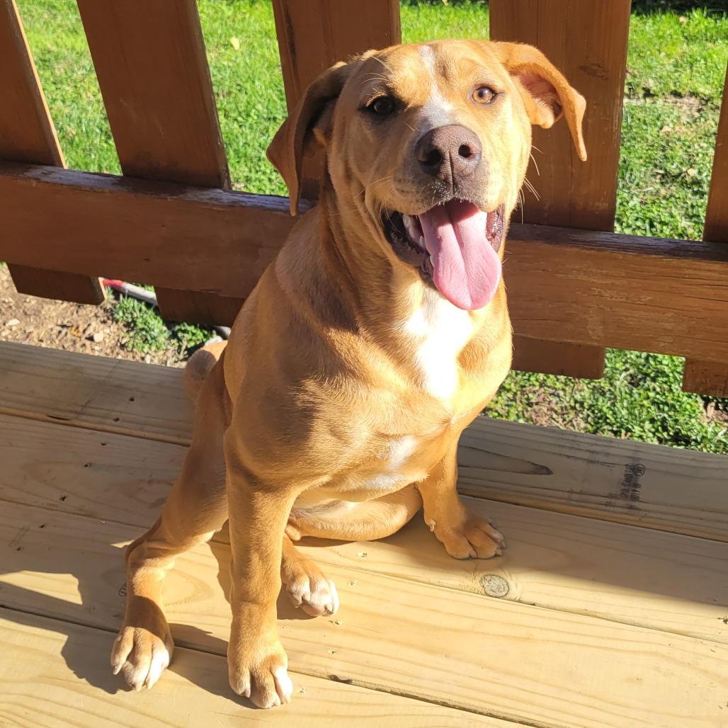 Sol, Adoptable, Young Female Mixed Breed.