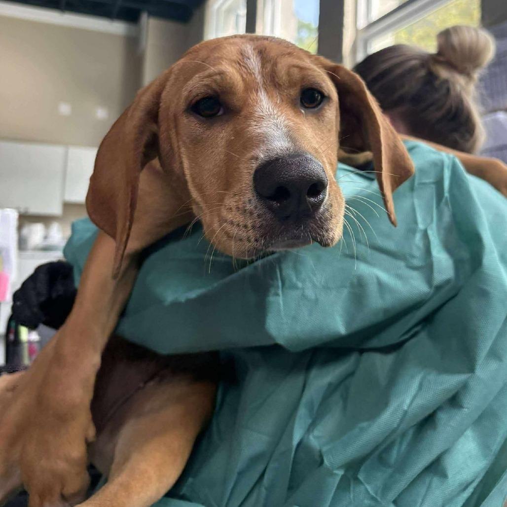 Enlarge Sol, a Adoptable Mixed Breed in Huntington, WV image 2/2