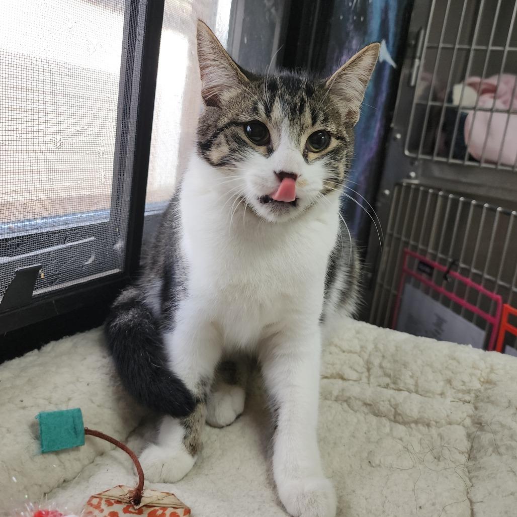 Tumble, Adoptable, Young Female Domestic Short Hair.