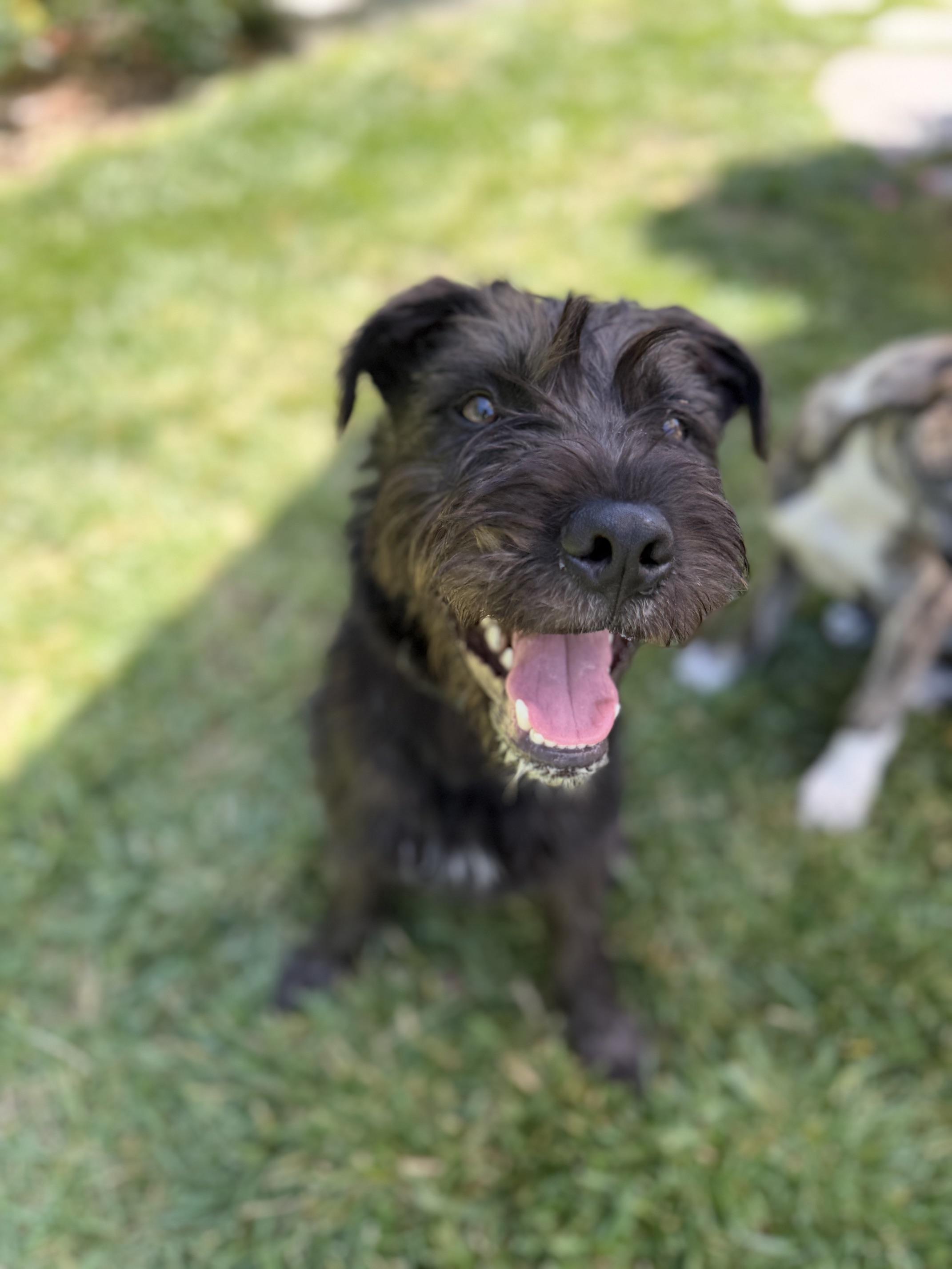 Orbit, an adoptable mixed breed in San diego, CA image 6/6