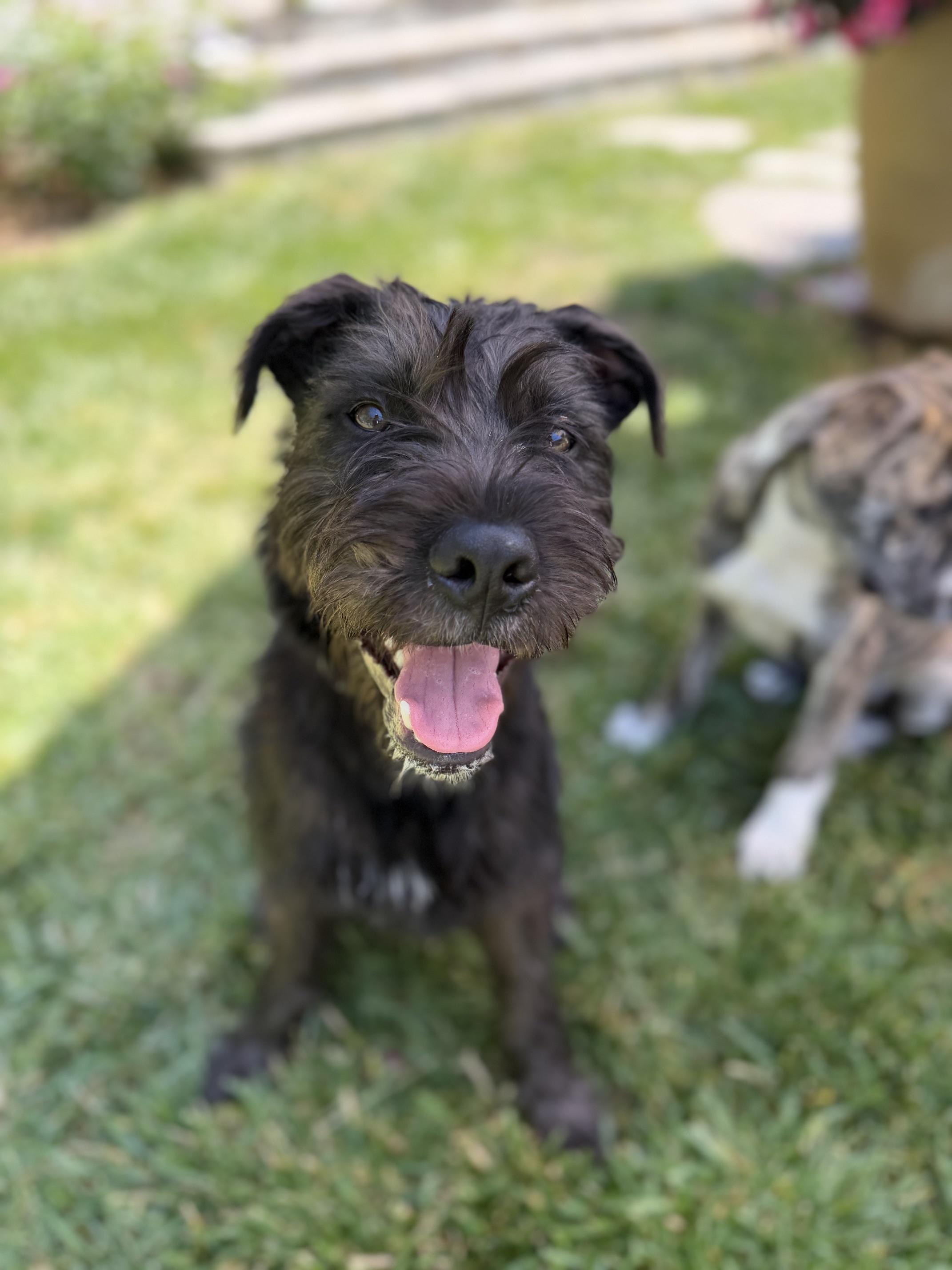 Orbit, an adoptable mixed breed in San diego, CA image 1/6