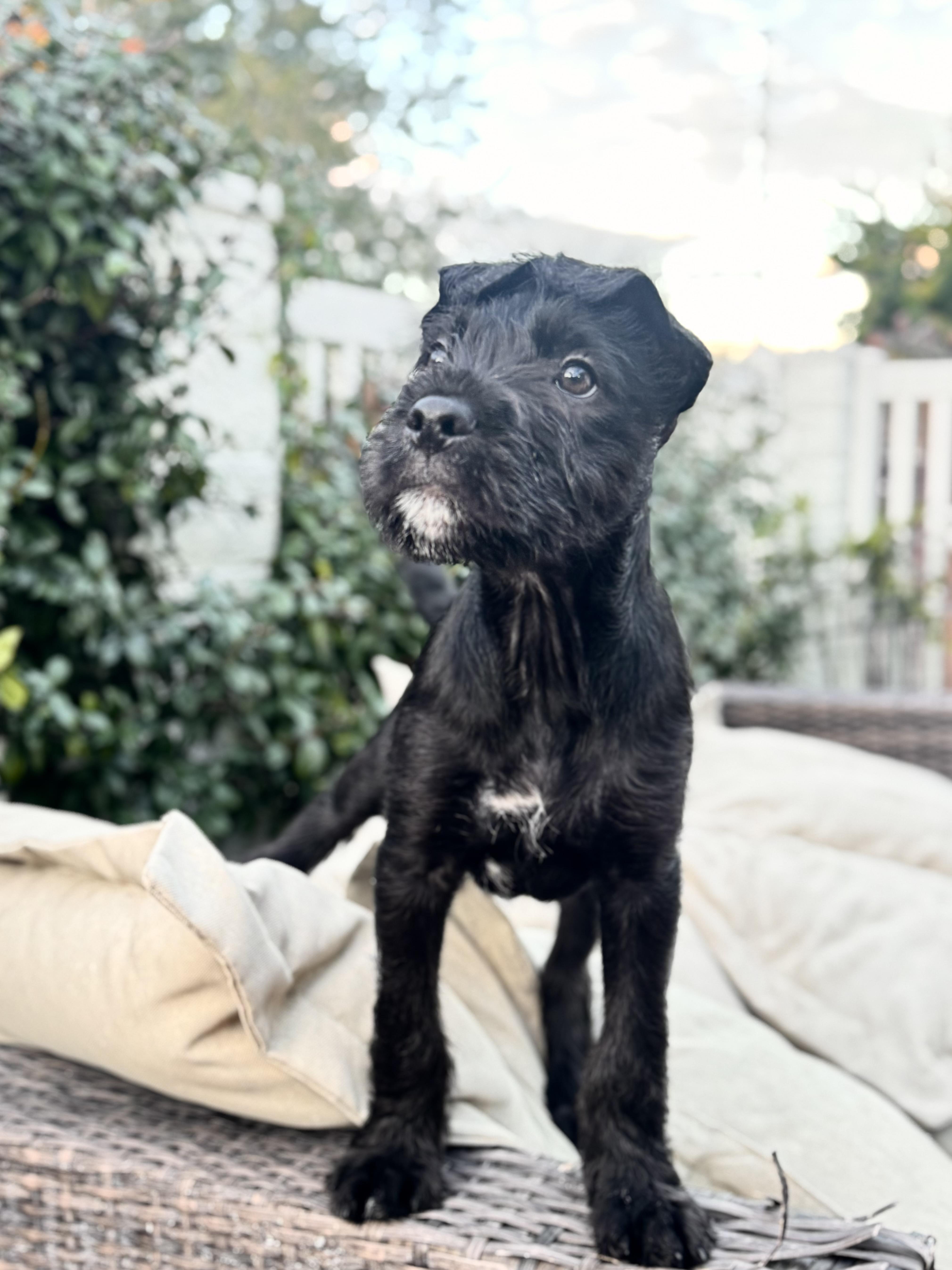 Orbit, an adoptable mixed breed in San diego, CA image 4/6