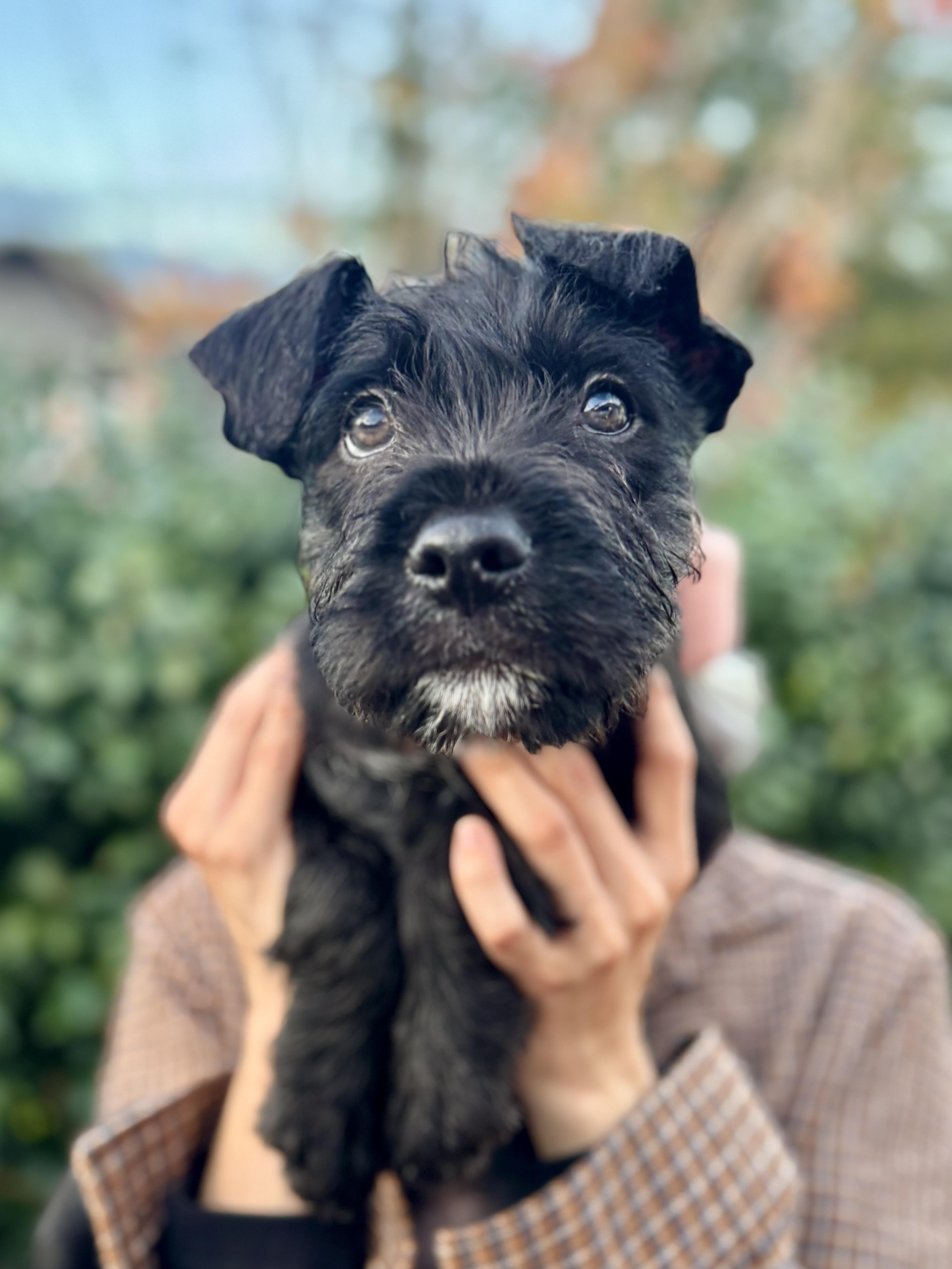 Orbit, an adoptable mixed breed in San diego, CA image 2/6