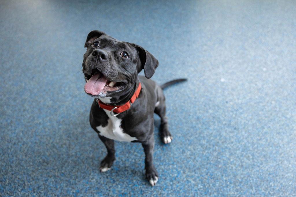 Bridget, Adoptable, Adult Female American Staffordshire Terrier & Terrier.