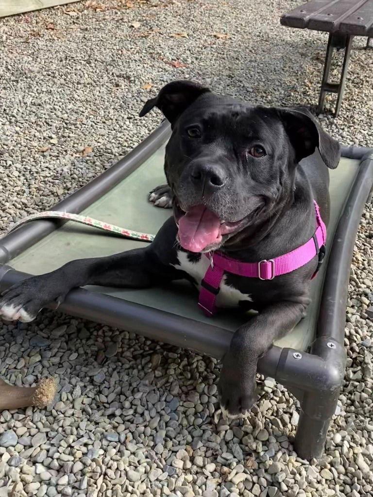 Bridget, a Adoptable mixed breed in Sayreville, NJ image 2/3