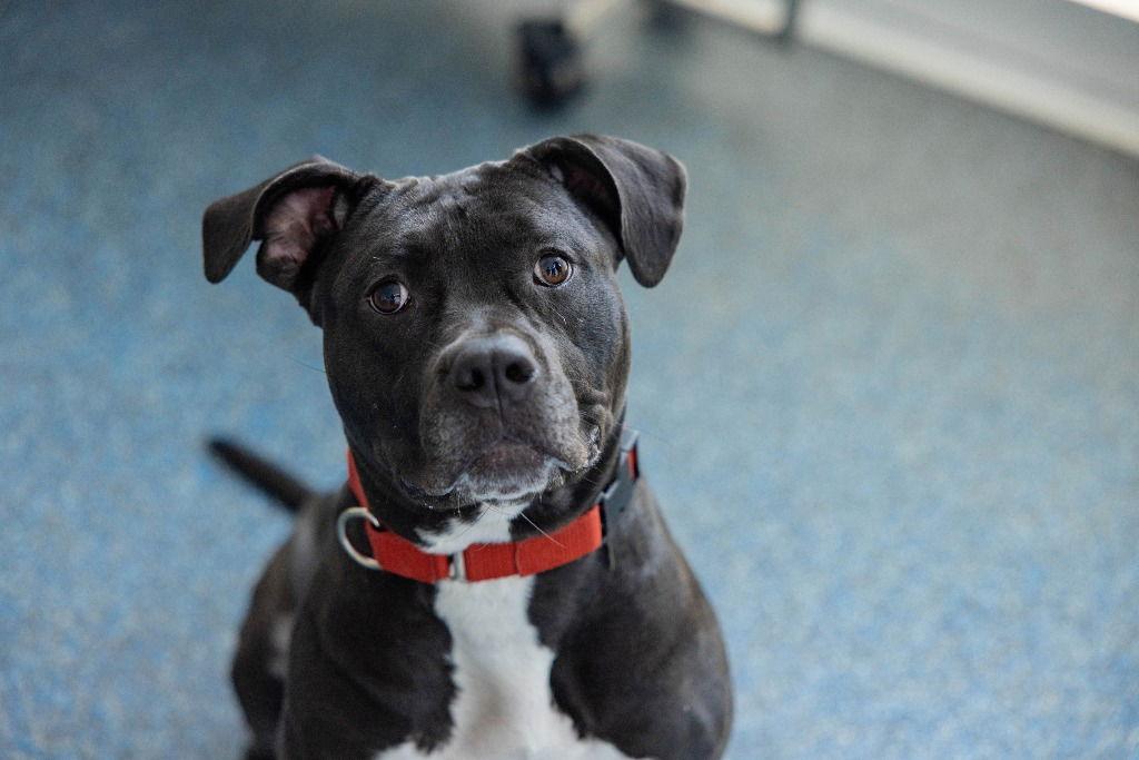 Bridget, a Adoptable mixed breed in Sayreville, NJ image 3/3