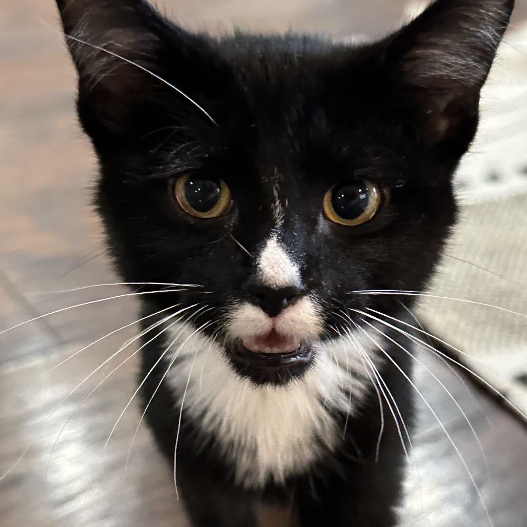 Stashe, a Adoptable Domestic Short Hair in Nashville, TN image 1/2