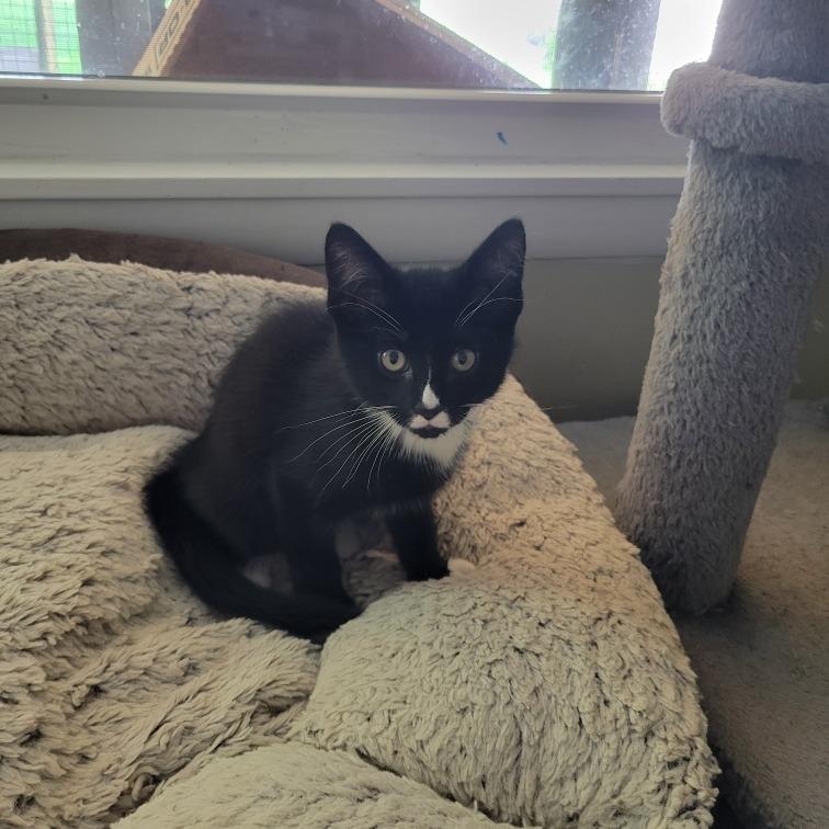 Stashe, a Adoptable Domestic Short Hair in Nashville, TN image 2/2
