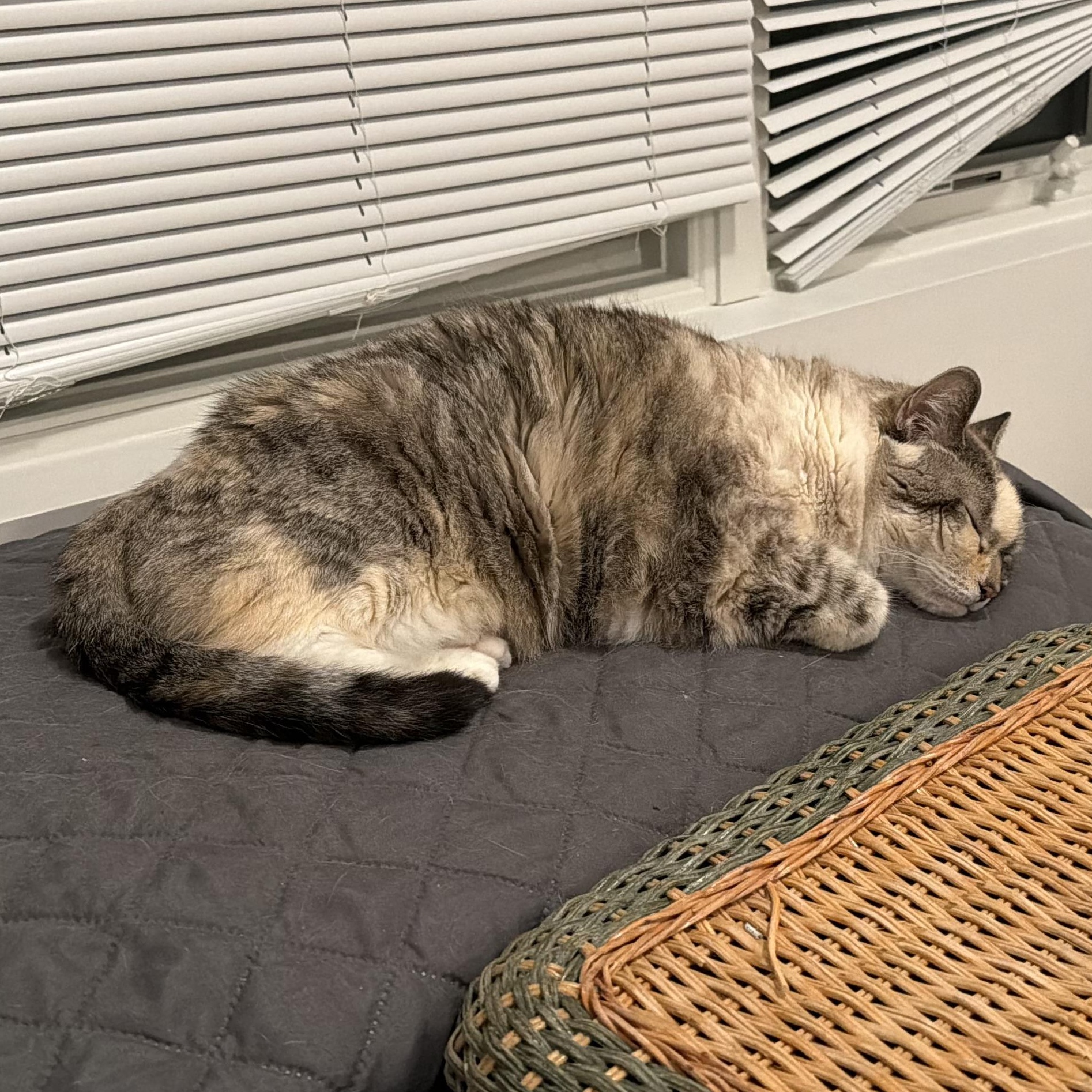 Enlarge COLETTE, a Adoptable Domestic Short Hair in Hamilton, NJ image 4/4