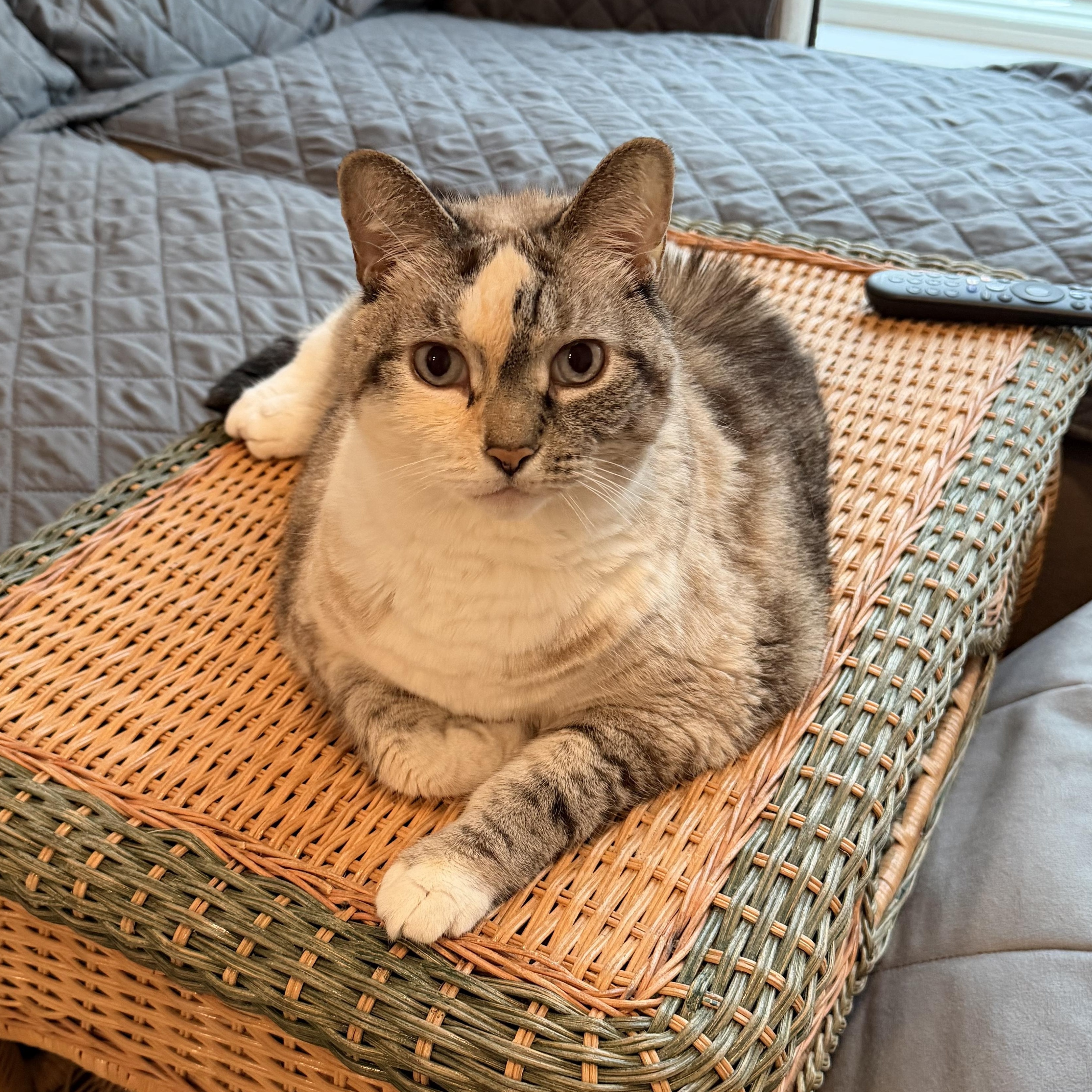 Enlarge COLETTE, a Adoptable Domestic Short Hair in Hamilton, NJ image 1/4