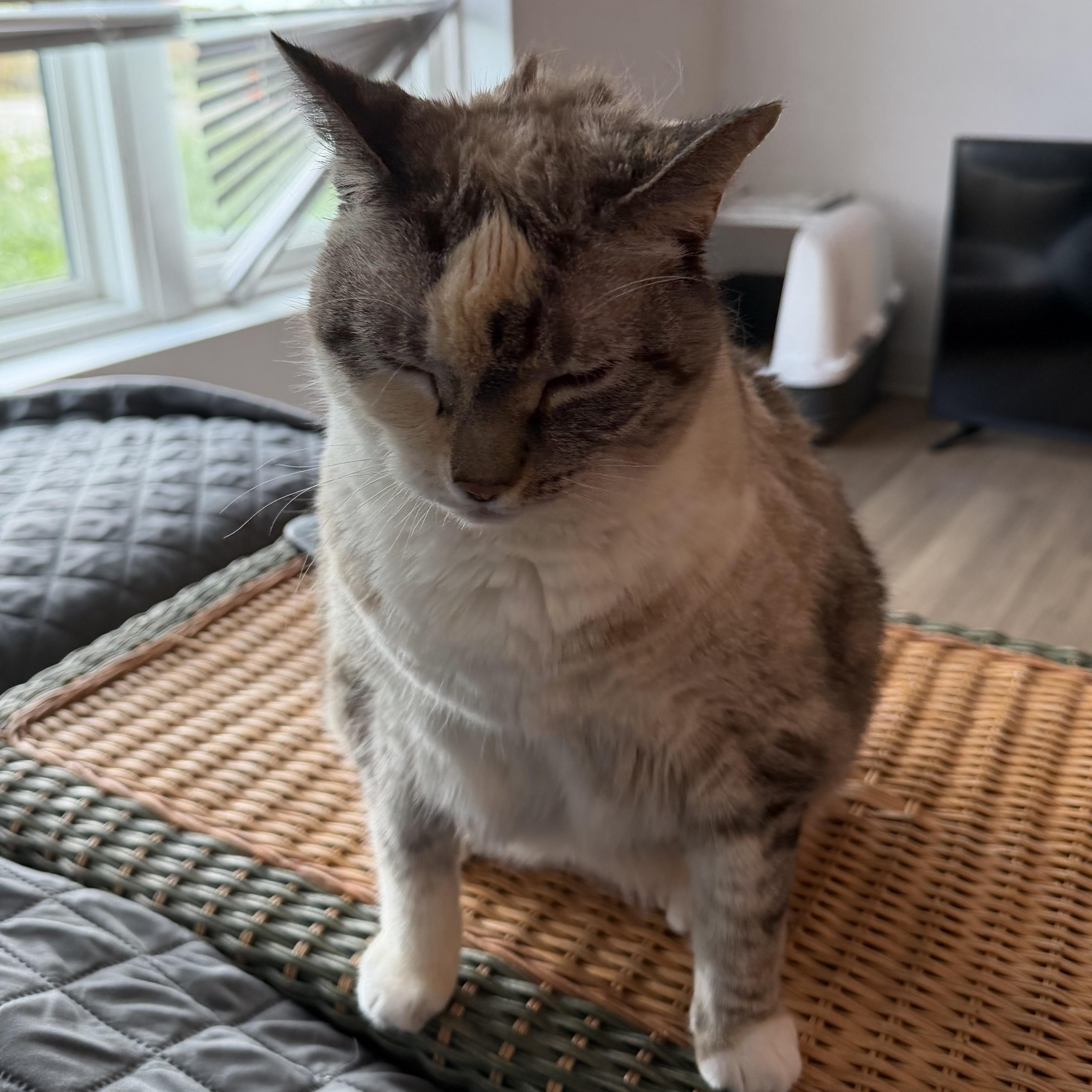 Enlarge COLETTE, a Adoptable Domestic Short Hair in Hamilton, NJ image 3/4