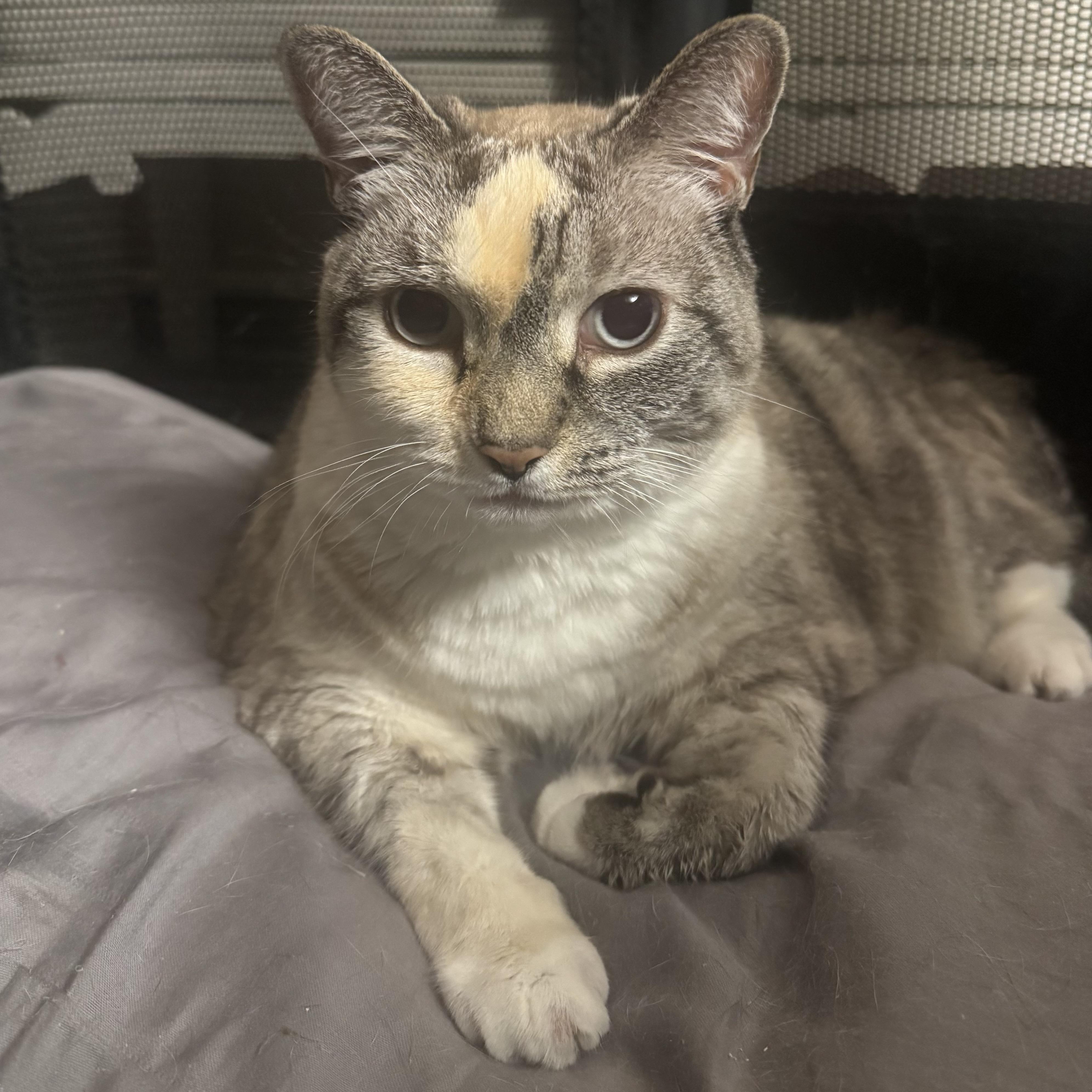 Enlarge COLETTE, a Adoptable Domestic Short Hair in Hamilton, NJ image 2/4