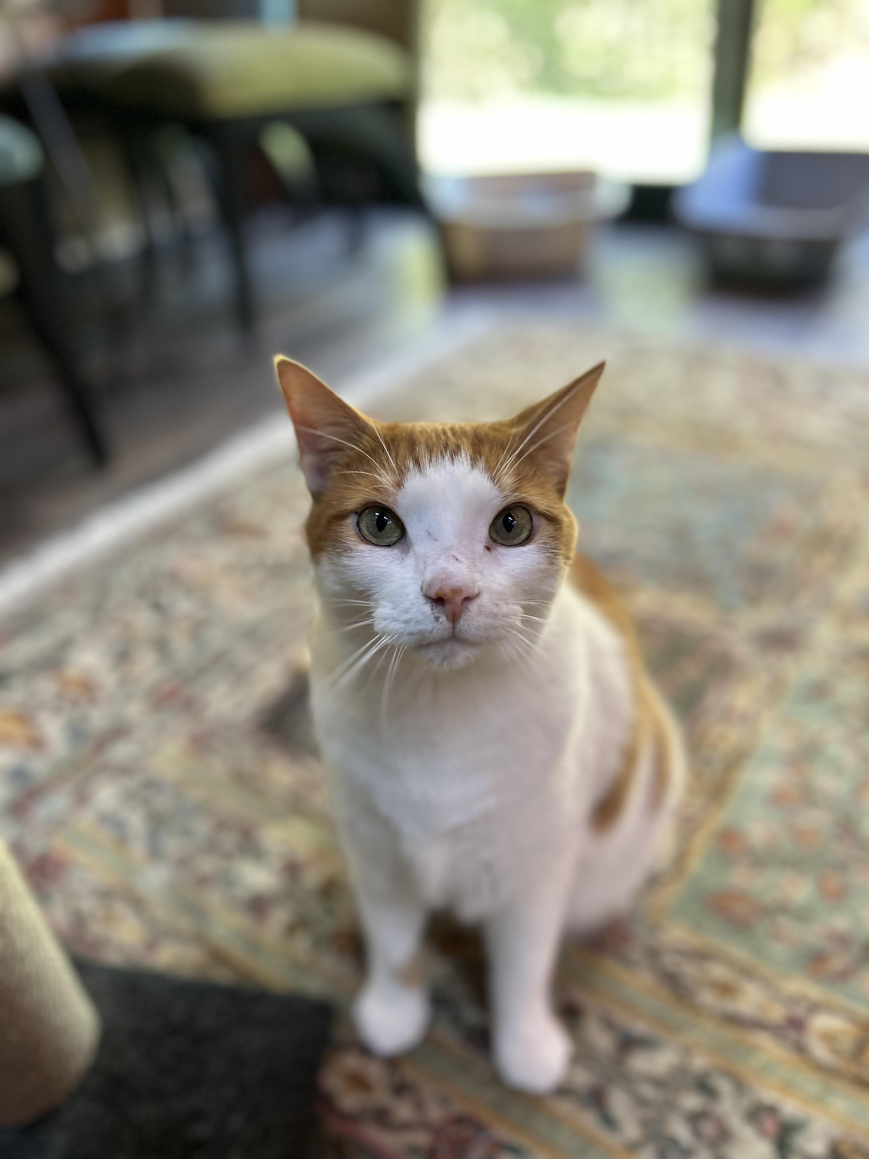 Enlarge Alexi, a Adopted Domestic Short Hair in Zephyr, ON image 1/4