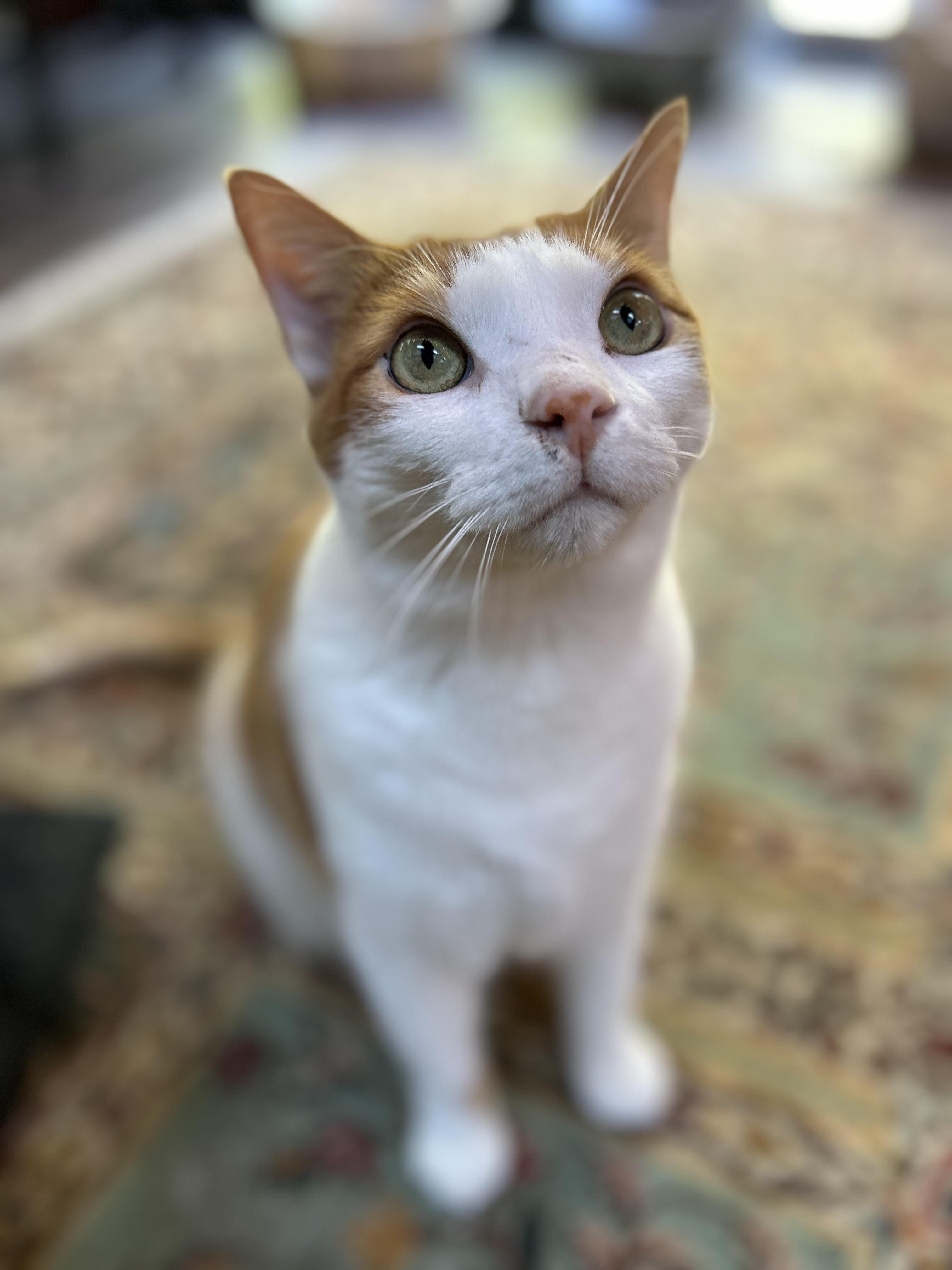 Enlarge Alexi, a Adopted Domestic Short Hair in Zephyr, ON image 2/4