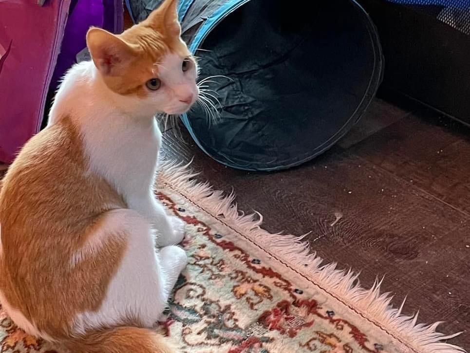 Alexi, Adoptable, Adult Male Domestic Short Hair.