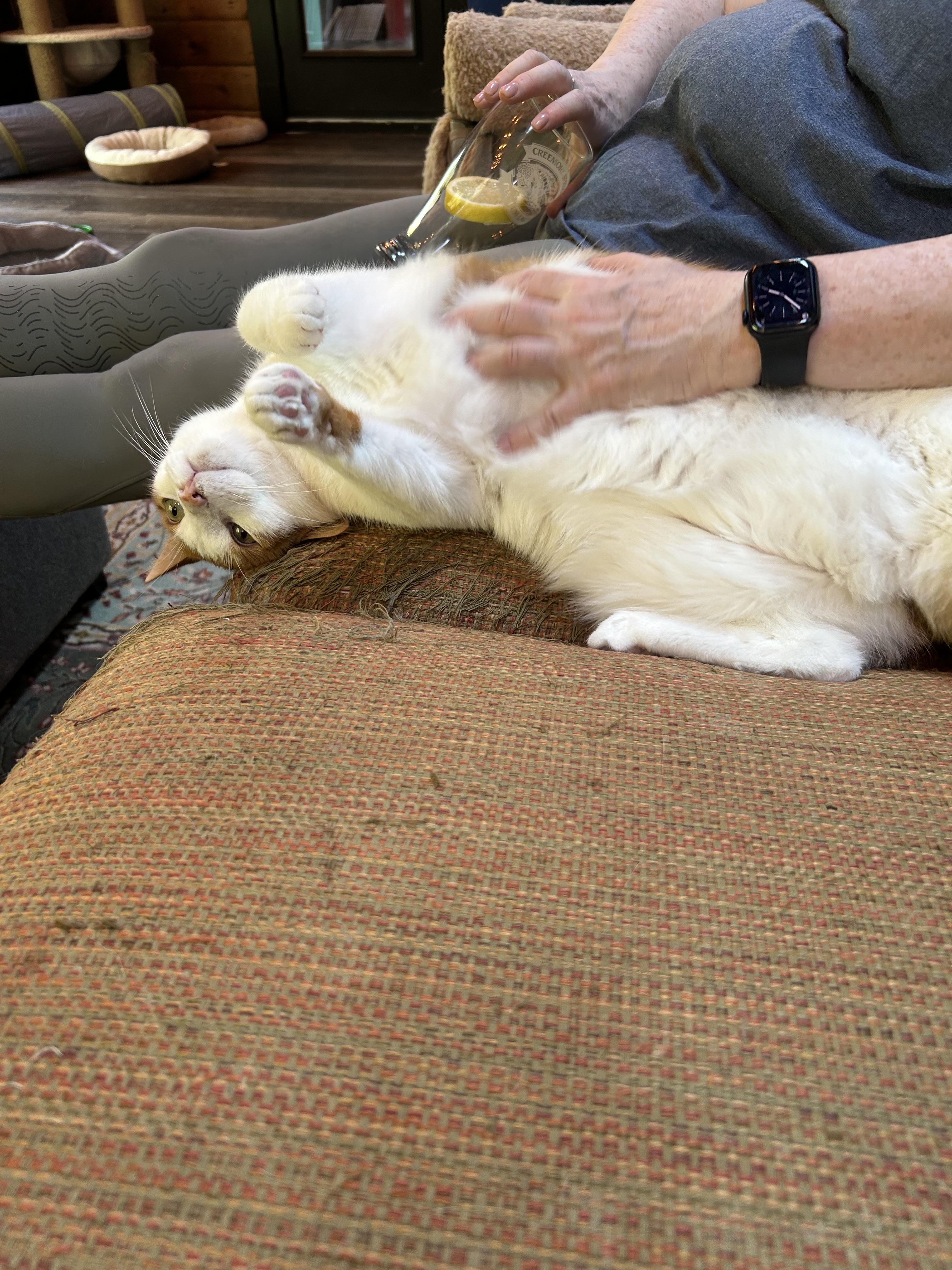 Enlarge Alexi, a Adopted Domestic Short Hair in Zephyr, ON image 3/4