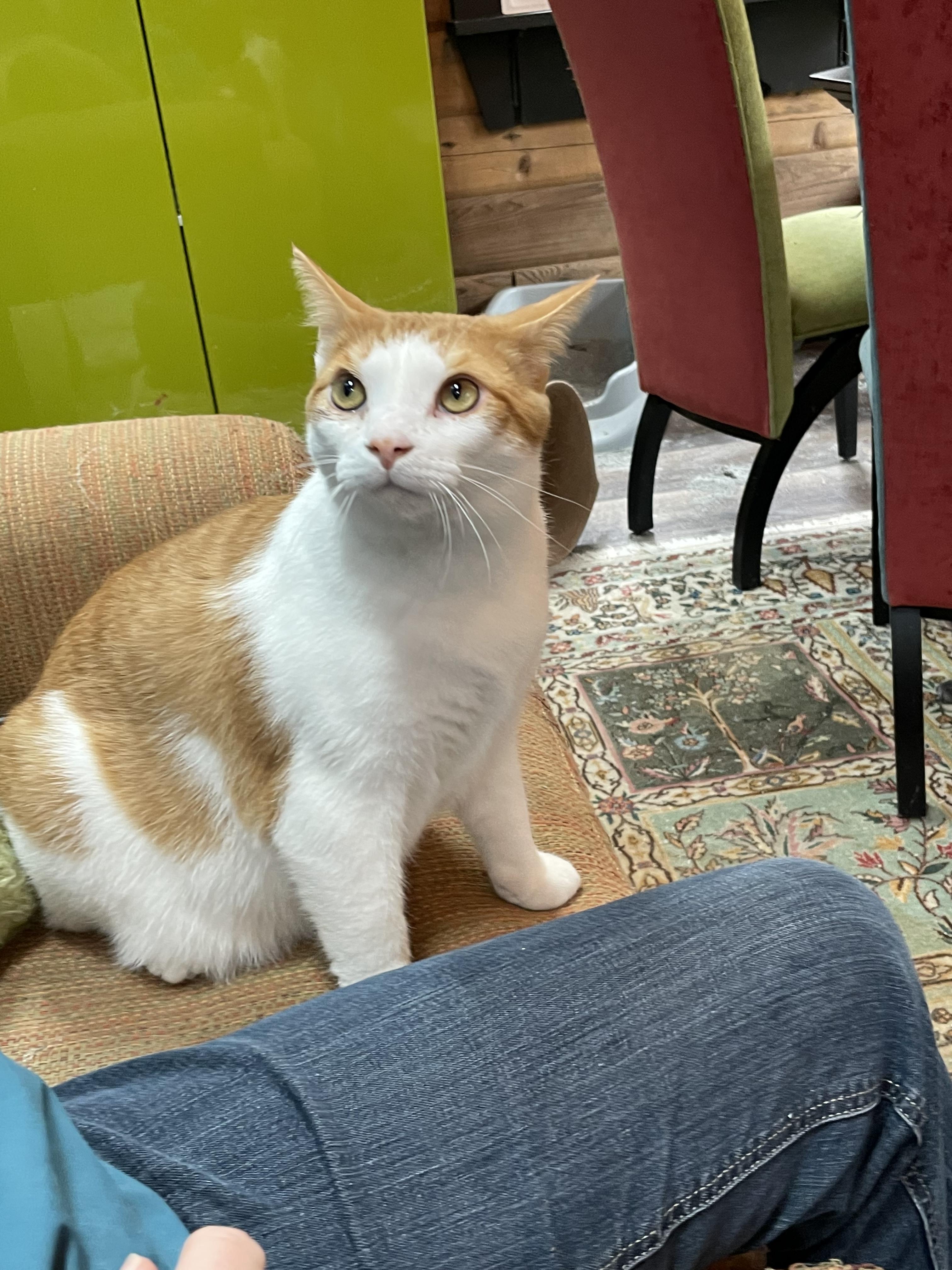 Enlarge Alexi, a Adoptable Domestic Short Hair in Zephyr, ON image 3/6