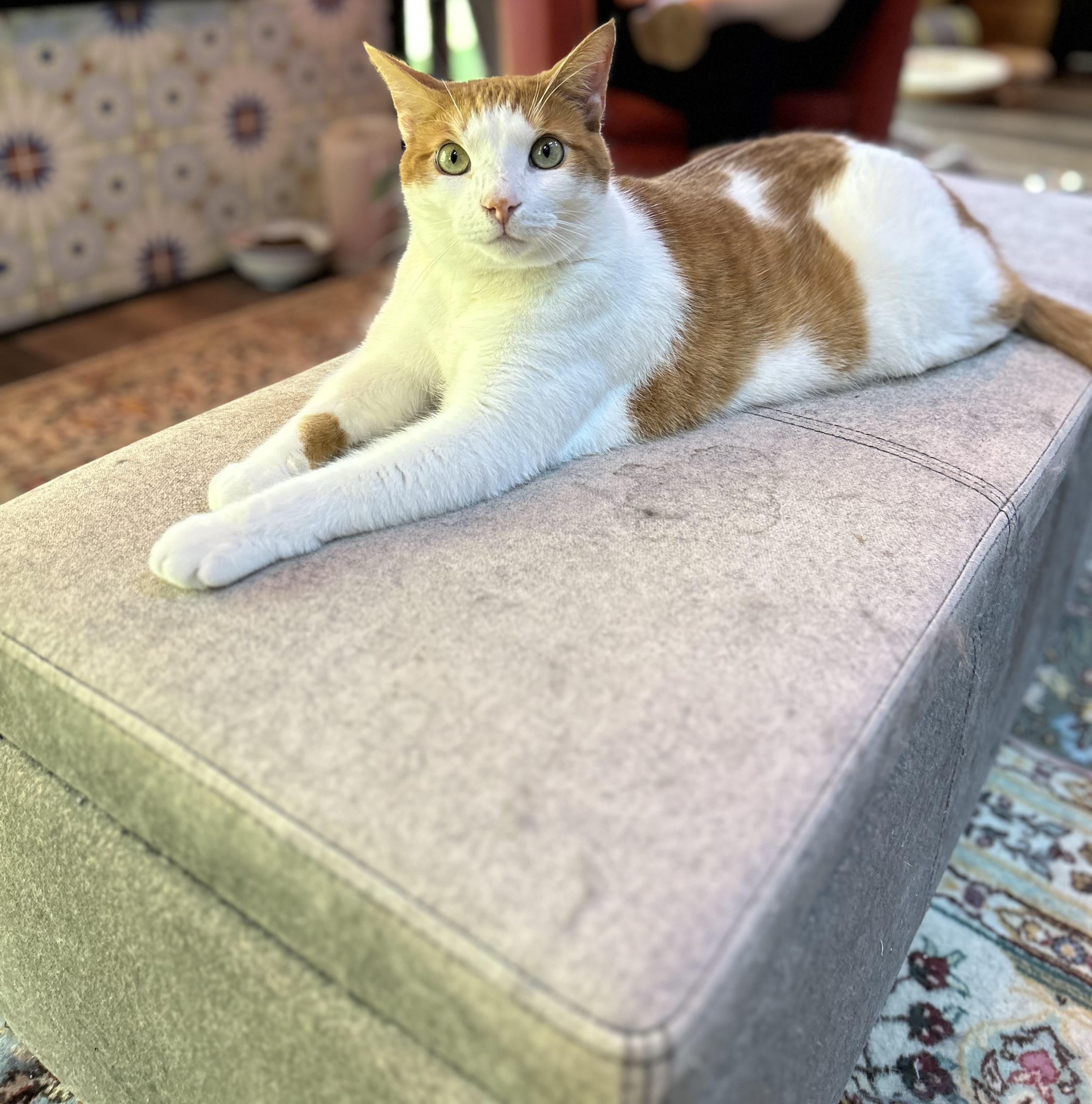 Enlarge Alexi, a Adopted Domestic Short Hair in Zephyr, ON image 4/4