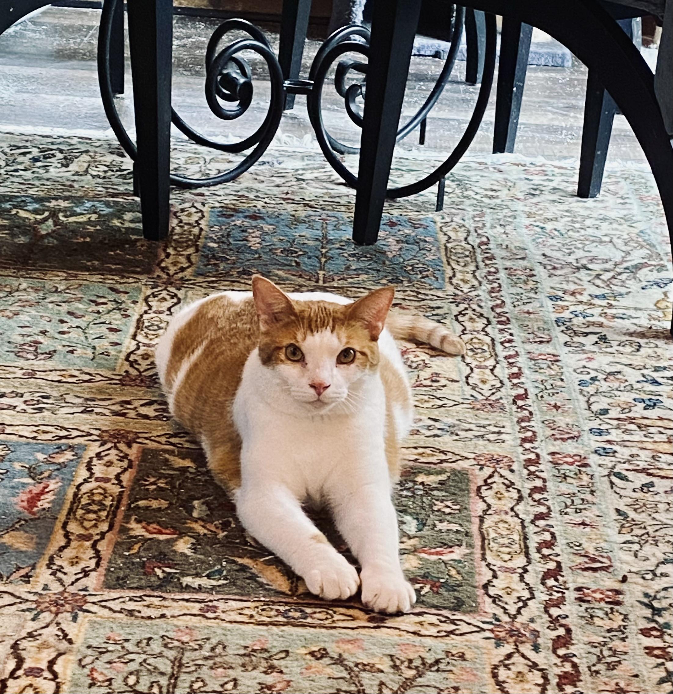 Enlarge Alexi, a Adoptable Domestic Short Hair in Zephyr, ON image 5/6