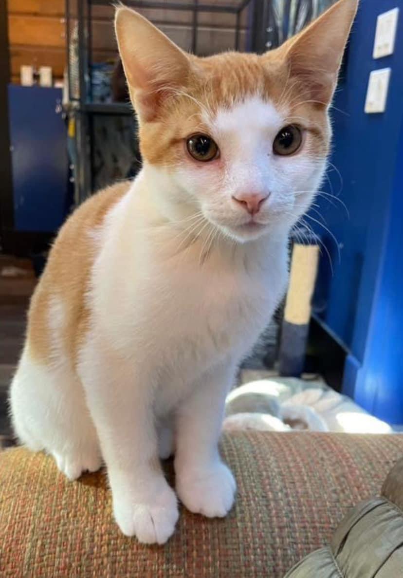 Enlarge Alexi, a Adoptable Domestic Short Hair in Zephyr, ON image 6/6