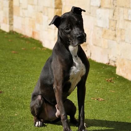 Enlarge Duke, a Adoptable mixed breed in North Richland Hills, TX image 2/3