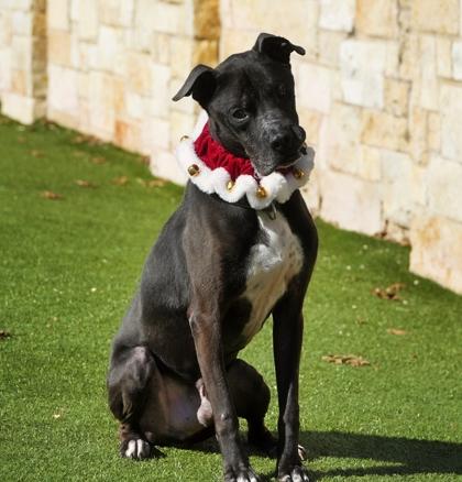 Enlarge Duke, a Adoptable mixed breed in North Richland Hills, TX image 1/3