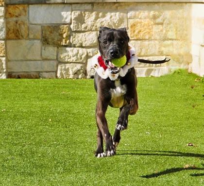 Enlarge Duke, a Adoptable mixed breed in North Richland Hills, TX image 2/3