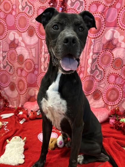 Enlarge Duke, a Adoptable mixed breed in North Richland Hills, TX image 3/3