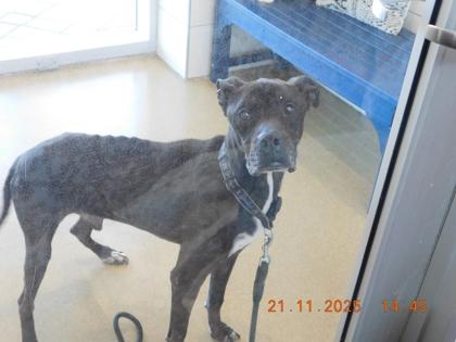 Duke, Adoptable, Senior Male American Staffordshire Terrier & Mixed Breed.