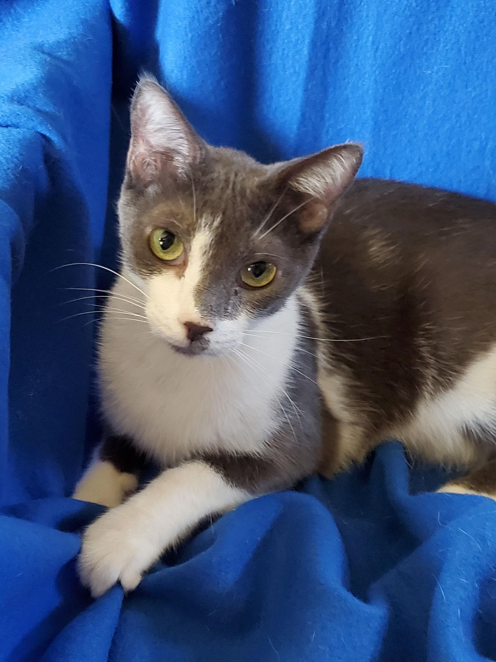 Valentino - Bottle Fed & Hand-Raised — thumbnail 2