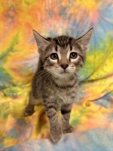 Enlarge Teddie, a Adoptable mixed breed in Mobile, AL image 1/1