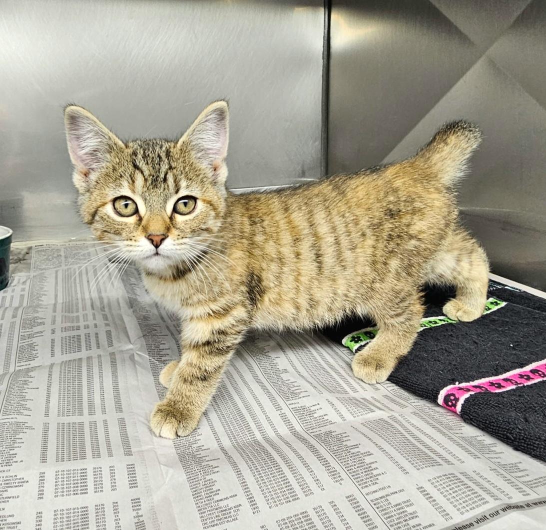 Enlarge Cinnamon , a ADOPTABLE Domestic Short Hair in Arlington Heights, IL image 2/3