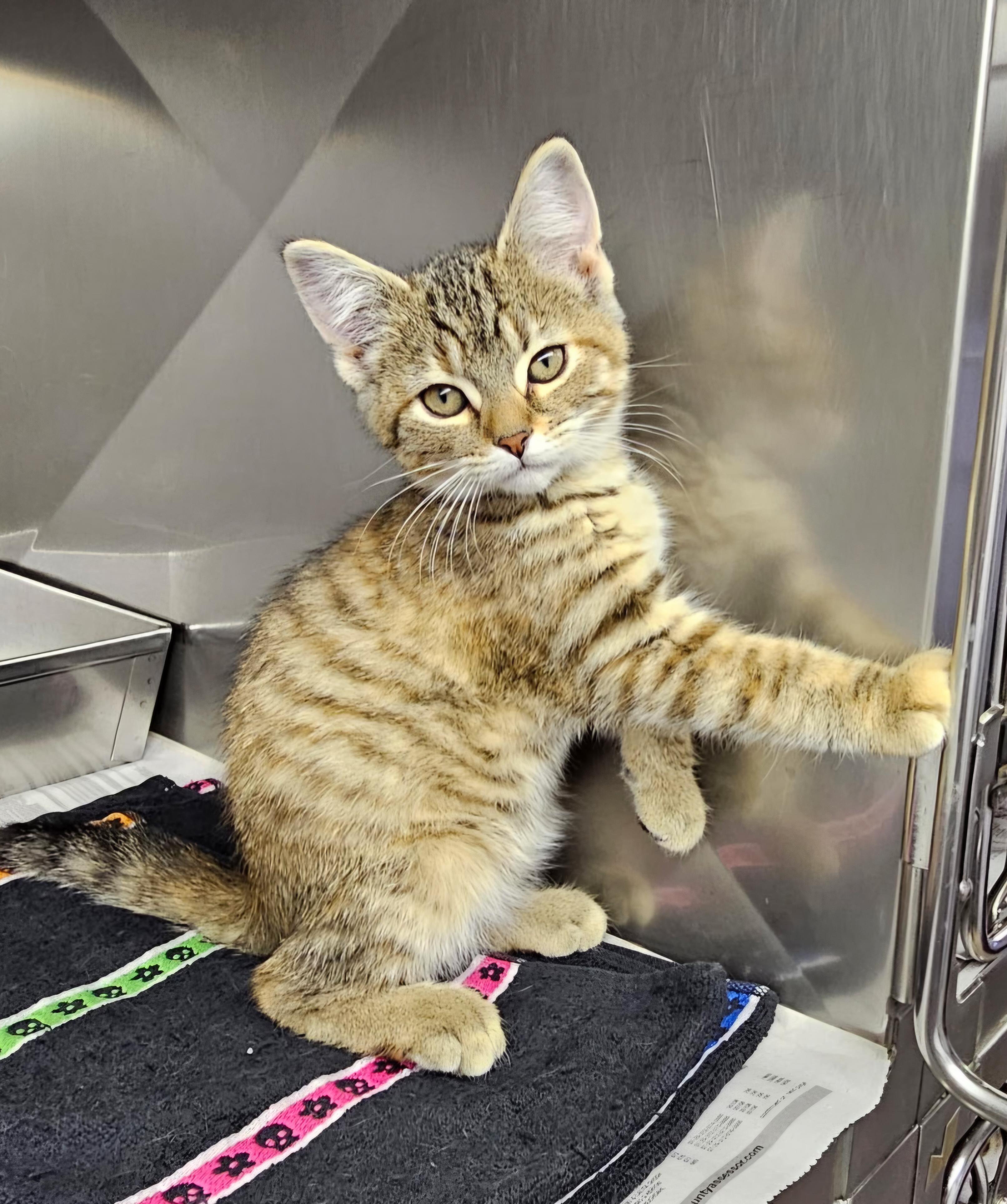 Enlarge Cinnamon , a ADOPTABLE Domestic Short Hair in Arlington Heights, IL image 1/3