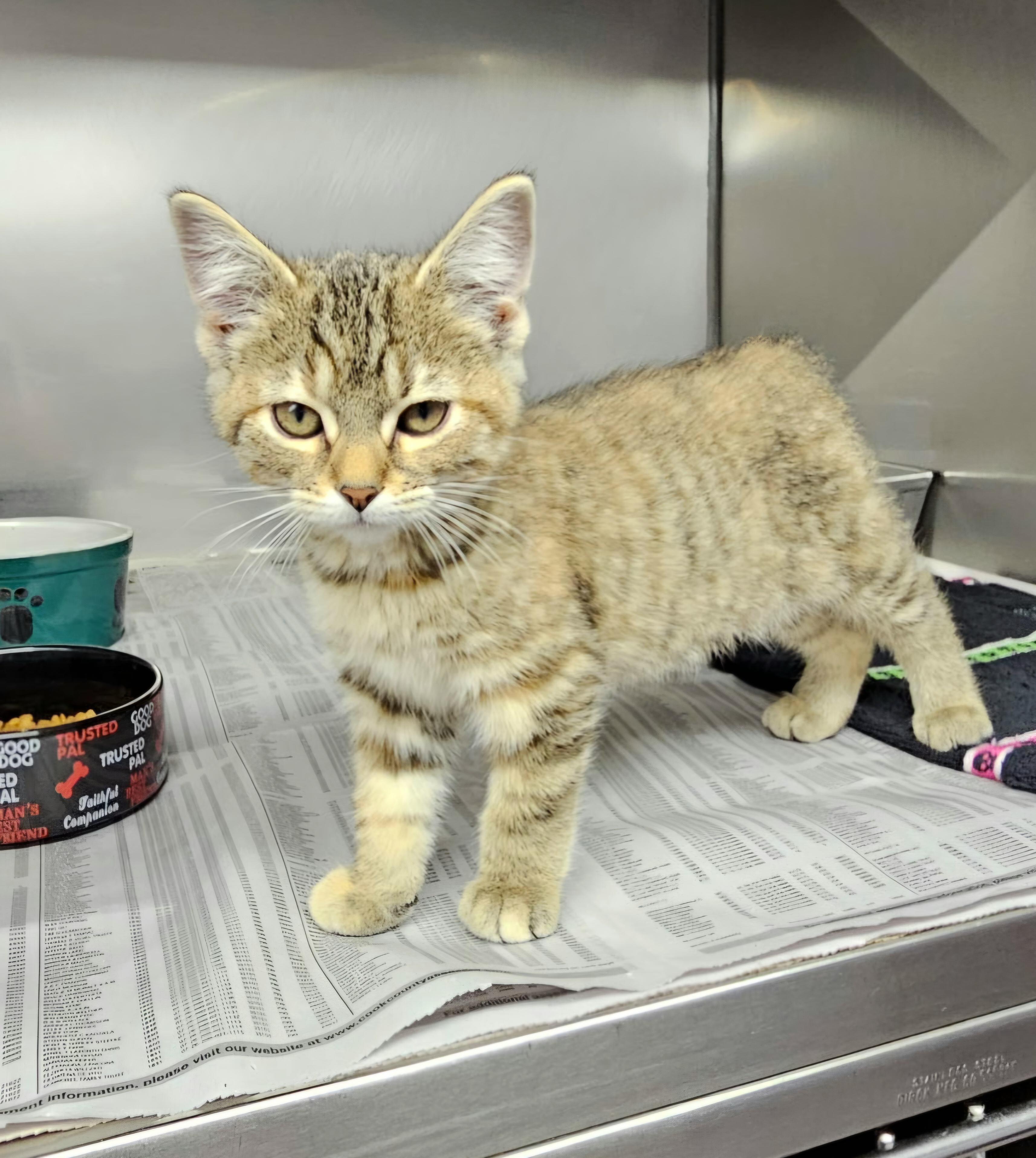 Enlarge Cinnamon , a ADOPTABLE Domestic Short Hair in Arlington Heights, IL image 3/3