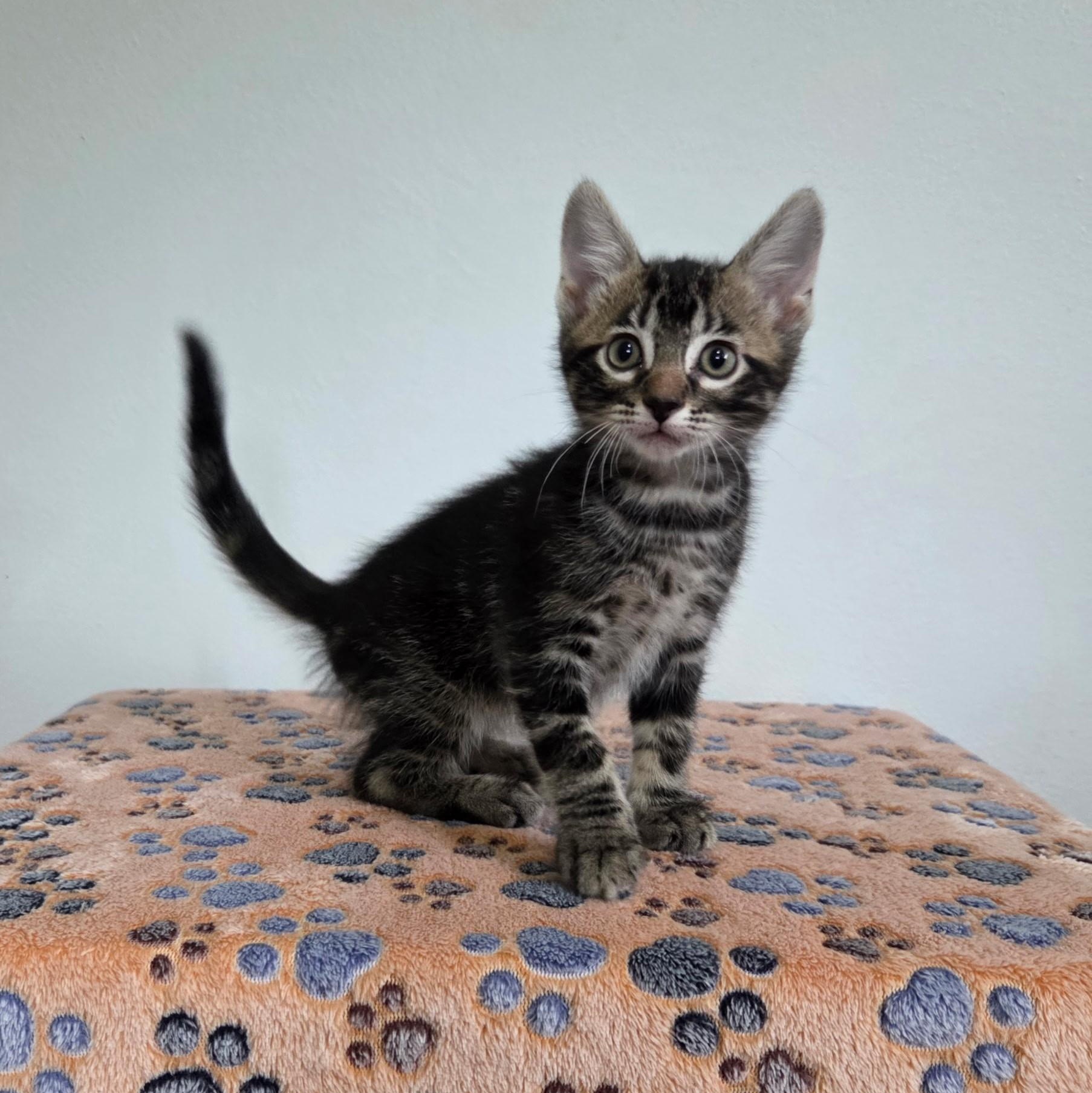 Doc, a Adoptable mixed breed in High Ridge, MO image 2/2