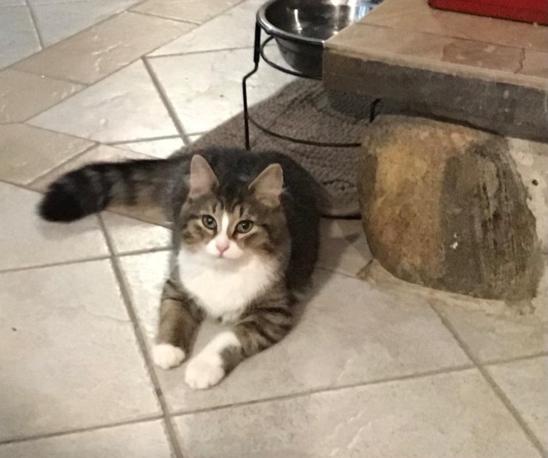 Enlarge Praline, a Adopted Tabby in Sainte-Beatrix, QC image 1/2