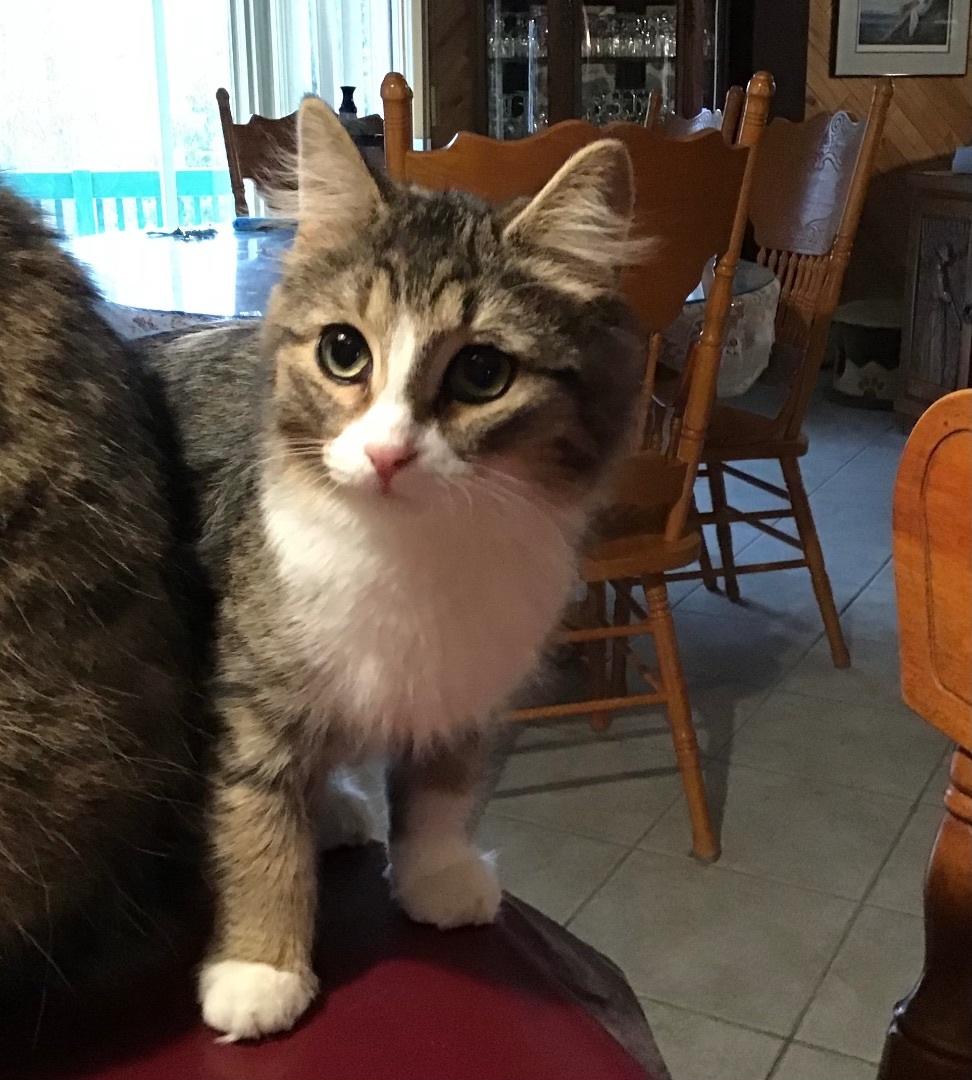 Enlarge Praline, a Adopted Tabby in Sainte-Beatrix, QC image 2/2