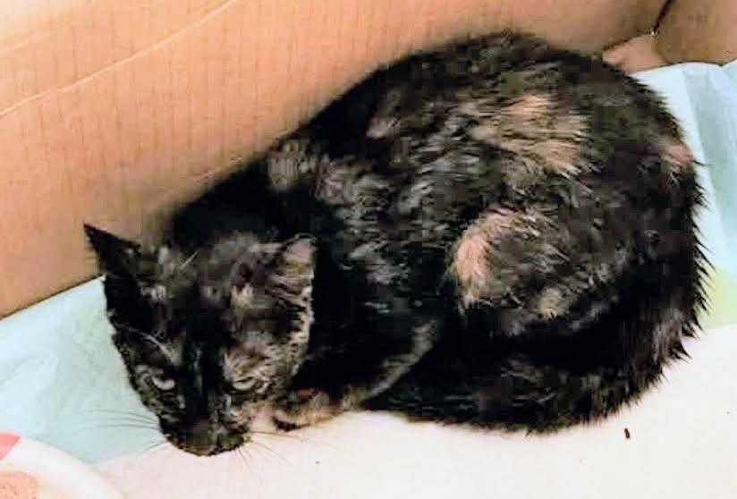 Enlarge Galaxy, a ADOPTABLE mixed breed in Livingston, TX image 1/1
