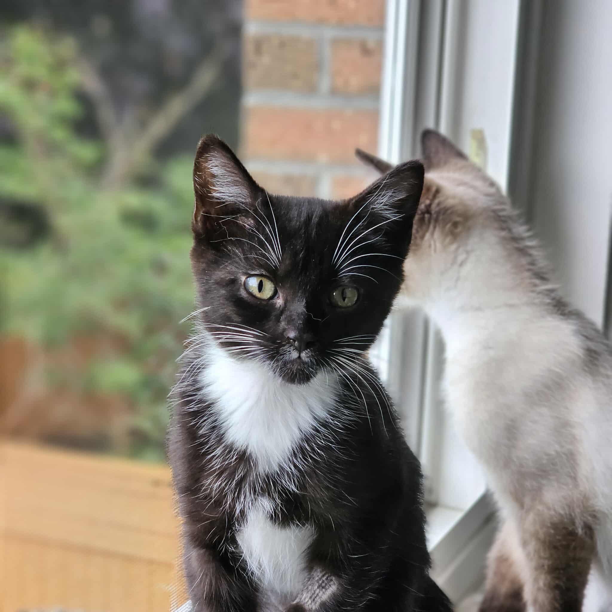 Toil, Baby Female Domestic Short Hair