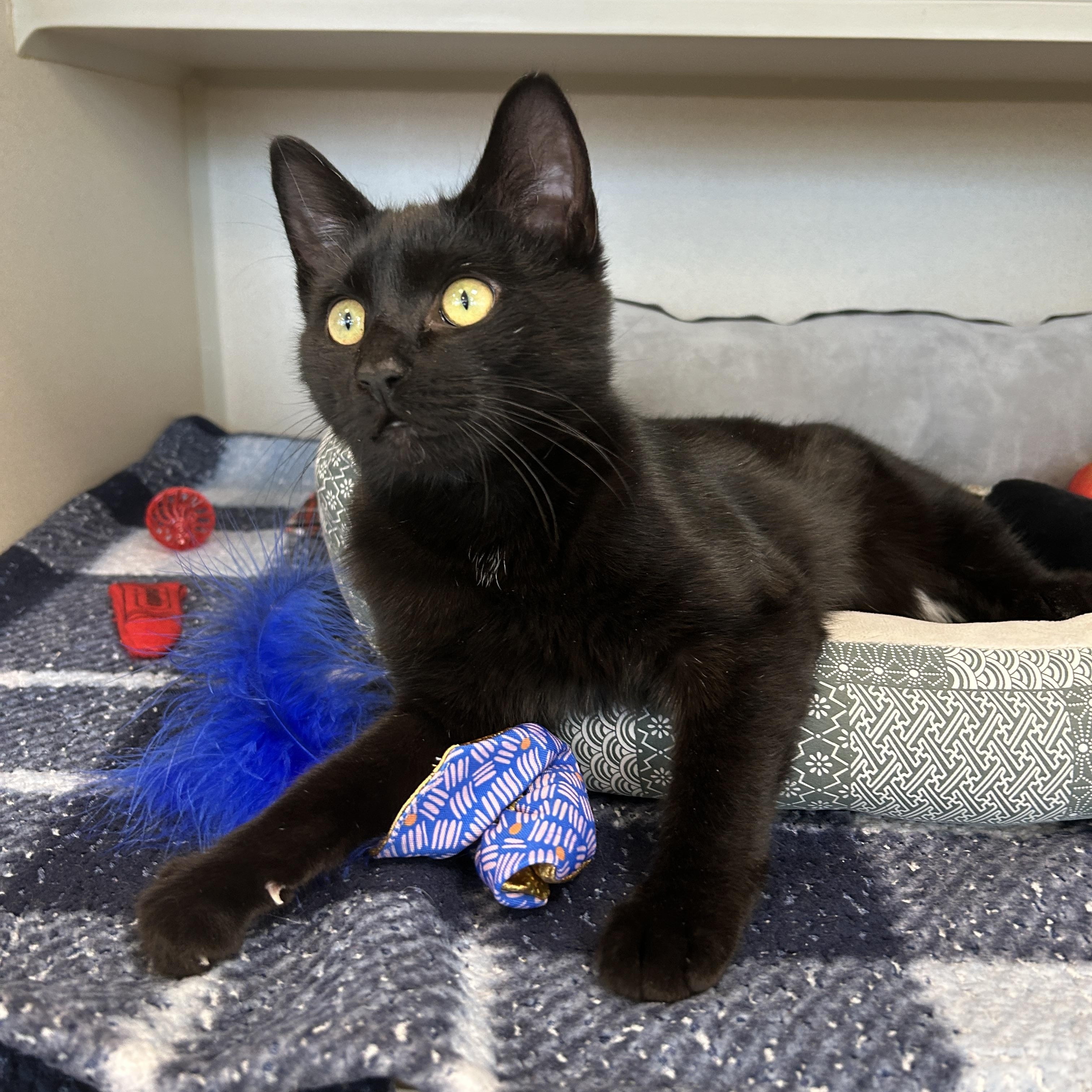 Enlarge Arizona, an adopted American Shorthair in Eatontown, NJ image 2/5