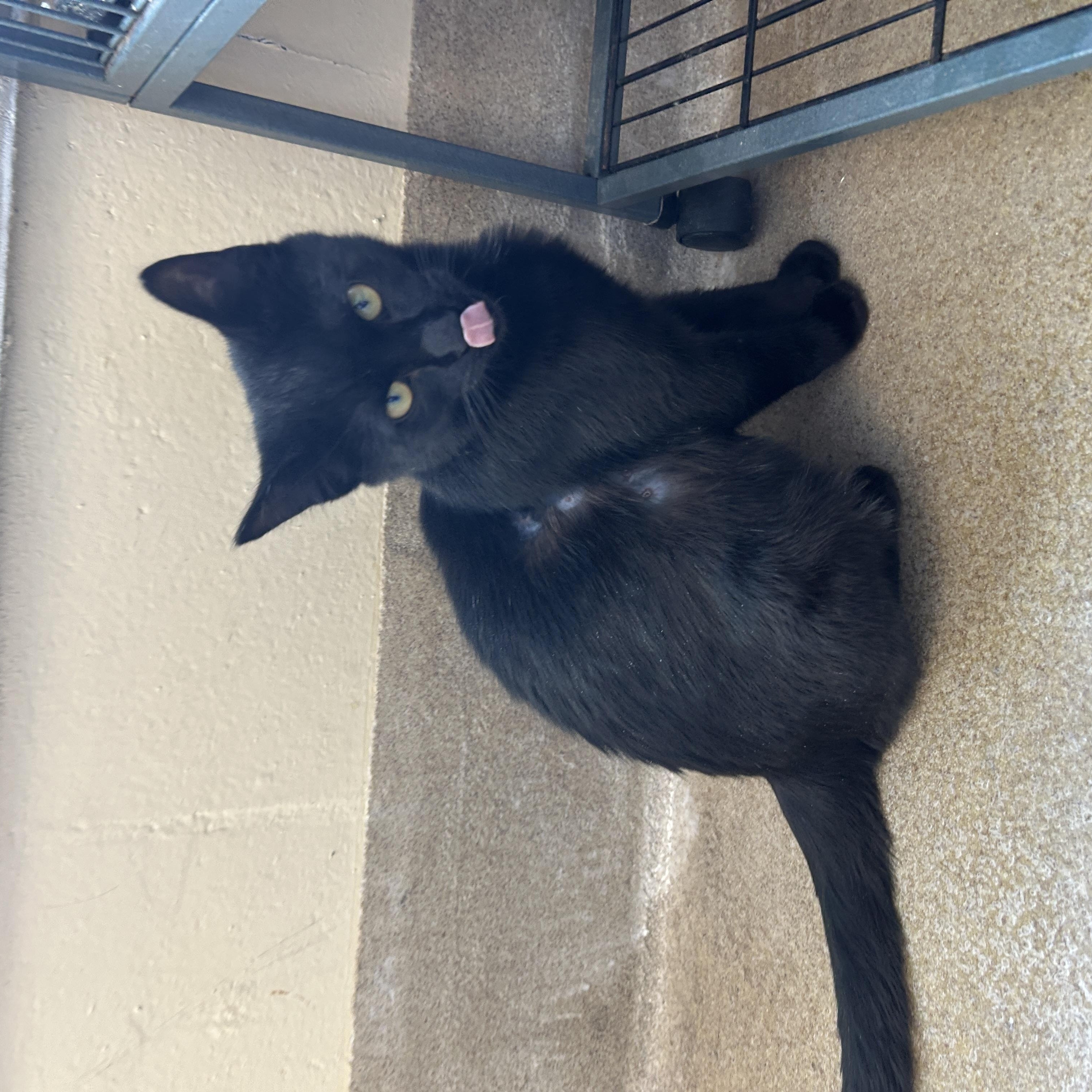 Enlarge Arizona, an adopted American Shorthair in Eatontown, NJ image 3/5