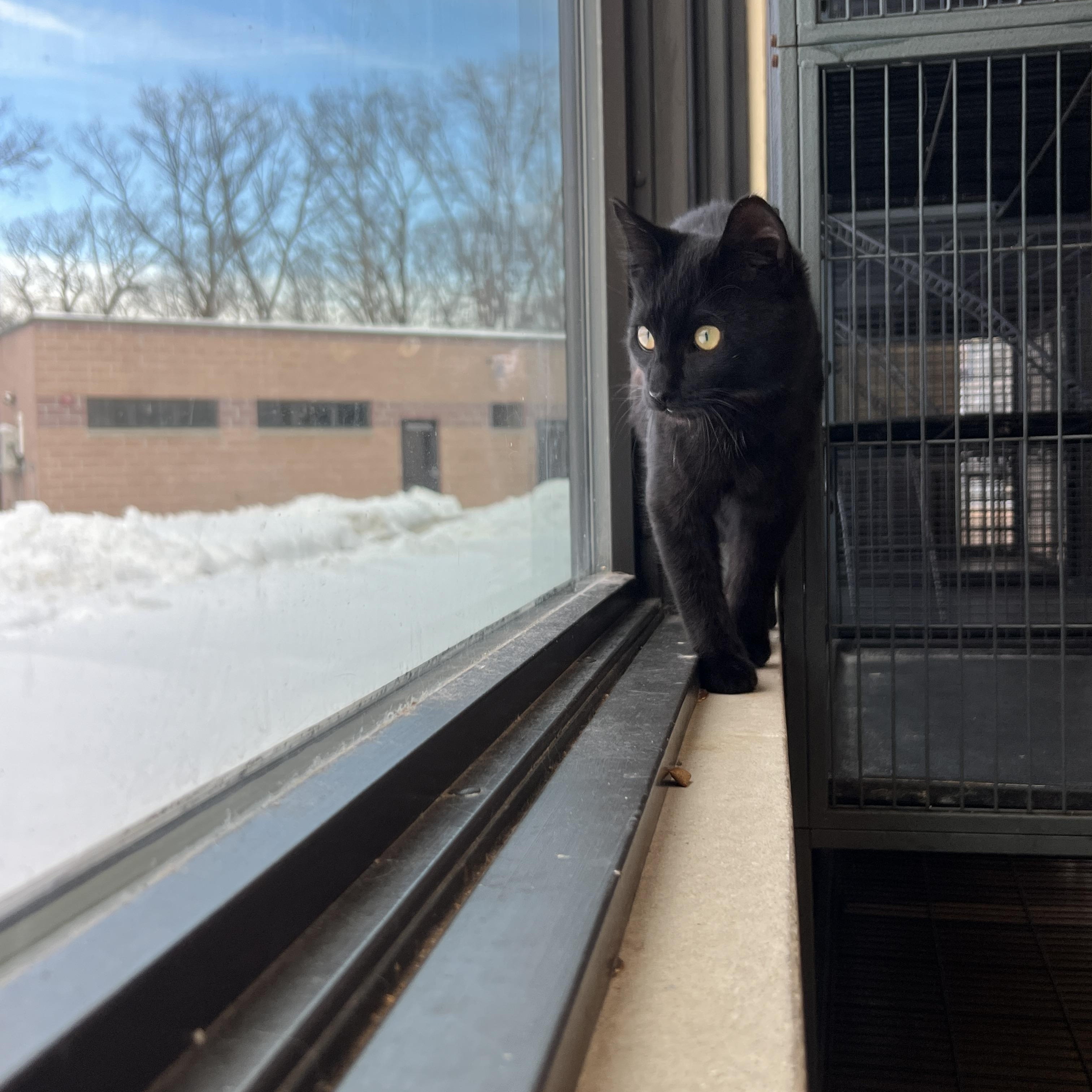 Enlarge Arizona, an adopted American Shorthair in Eatontown, NJ image 4/5