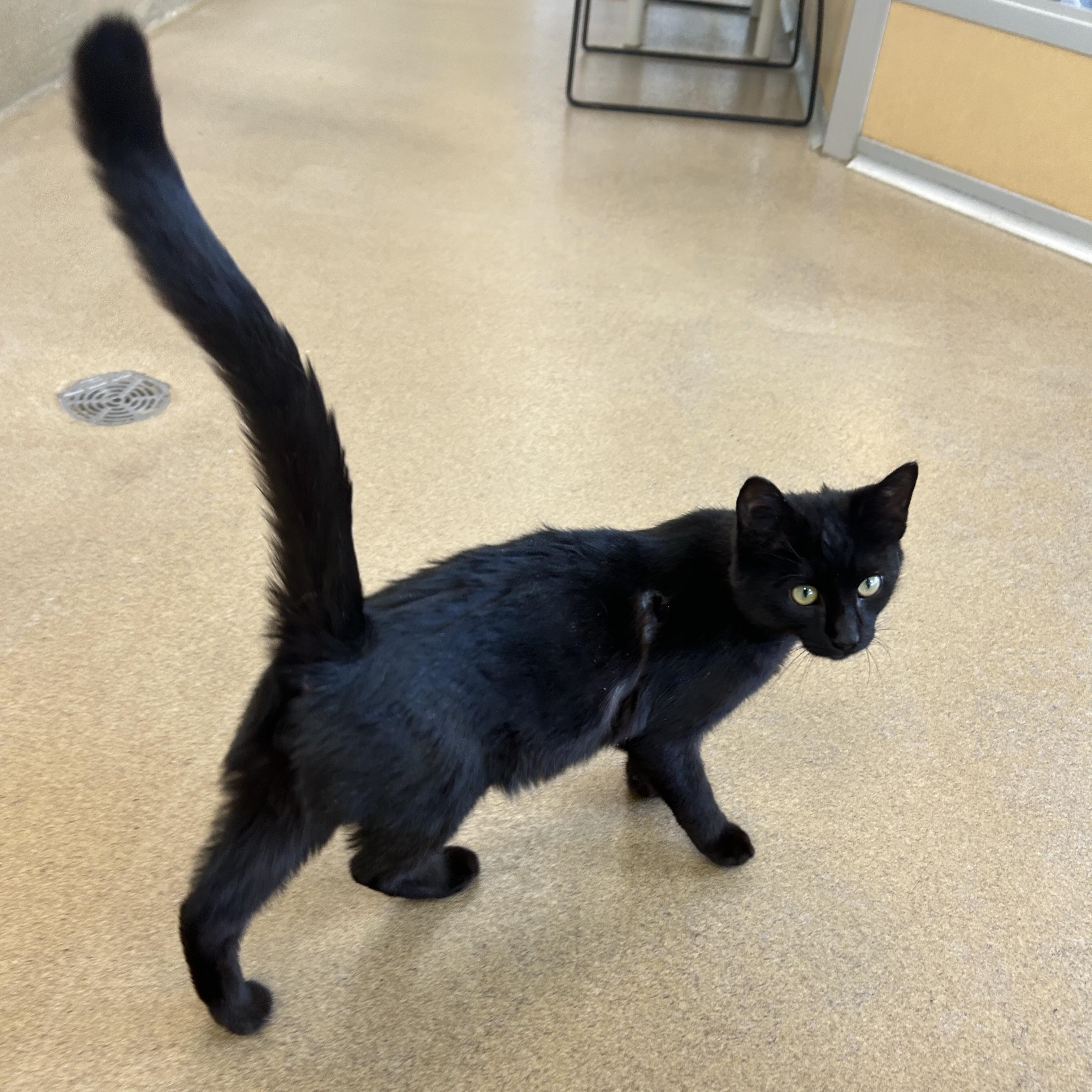 Enlarge Arizona, an adopted American Shorthair in Eatontown, NJ image 5/5