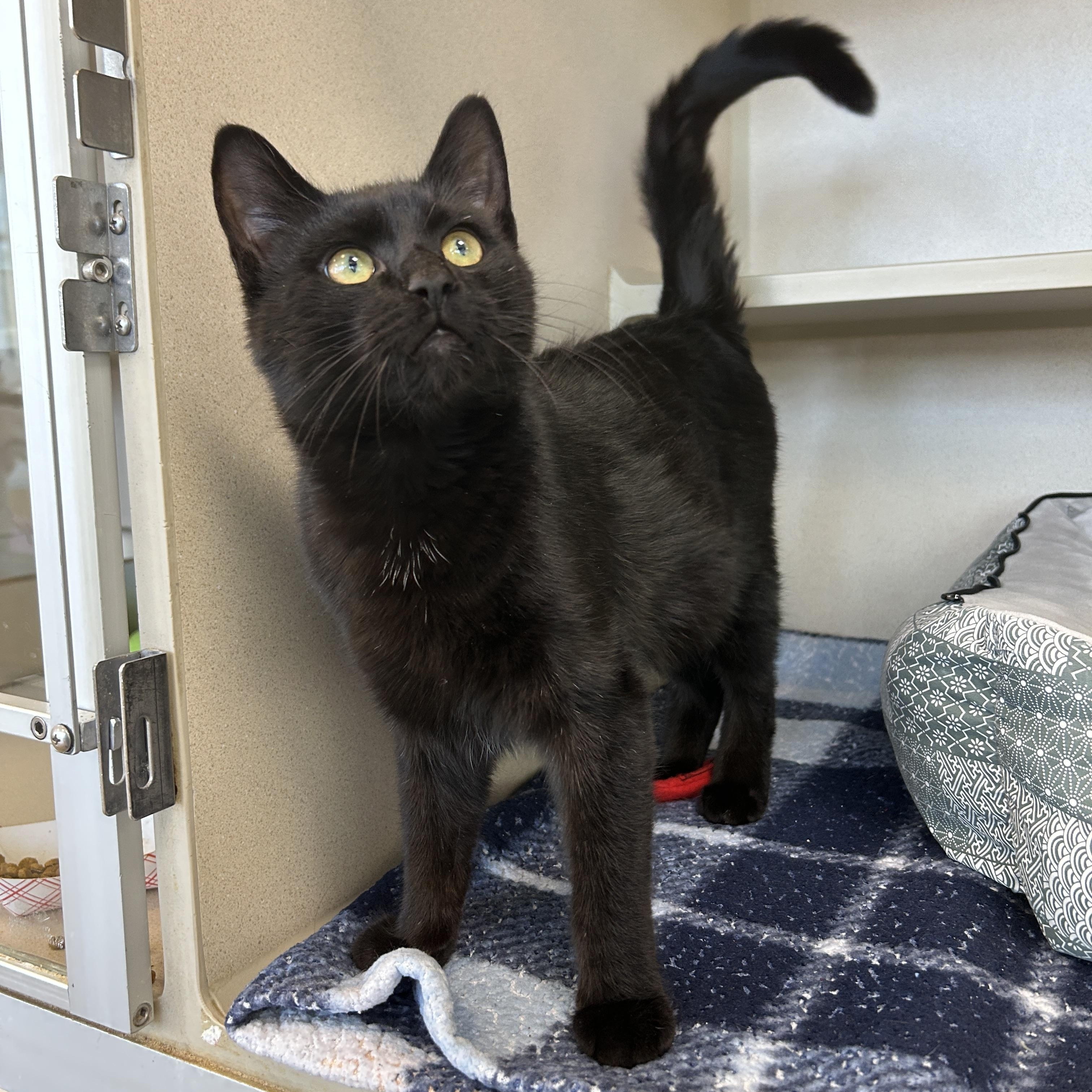 Arizona, adopted, Young Male American Shorthair.