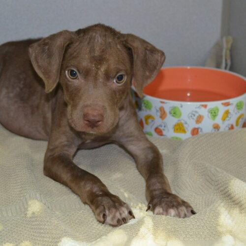 Enlarge Foots, a Adoptable mixed breed in Jackson, LA image 1/4