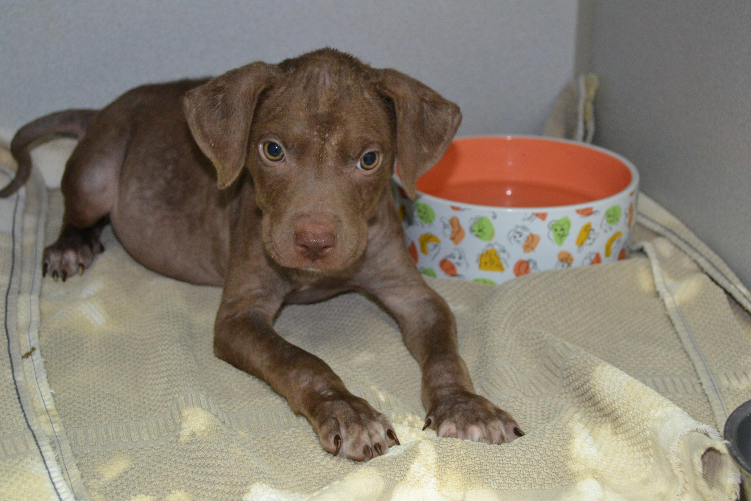 Enlarge Pop Tart, a Adoptable American Staffordshire Terrier in Jackson, LA image 1/4